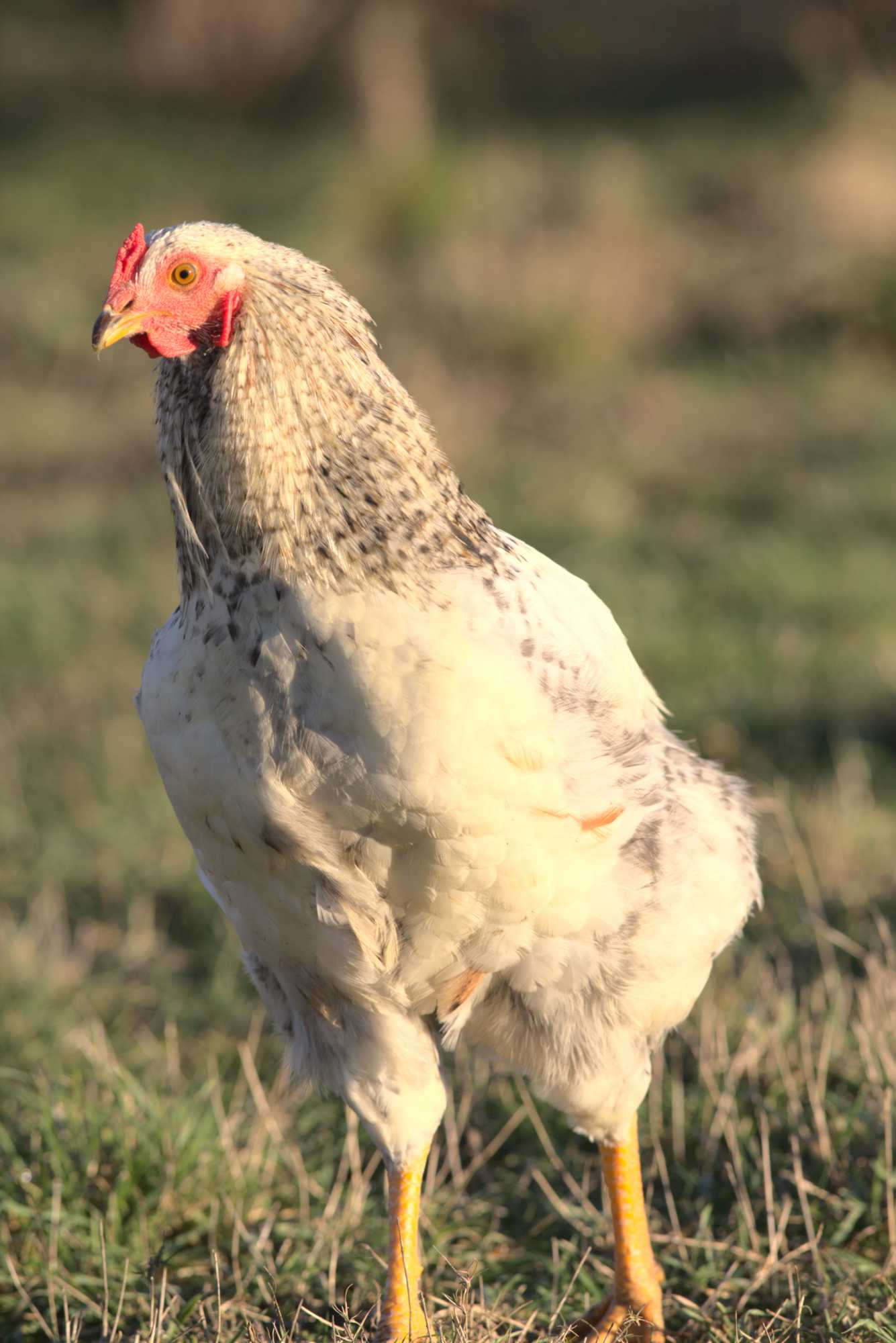 Lokation: Deutschland | Nordrhein-Westfalen | Heinsberg | Wassenberg Kategorien: Hühner, Hortus rusticus, Datum: 30.12.2019