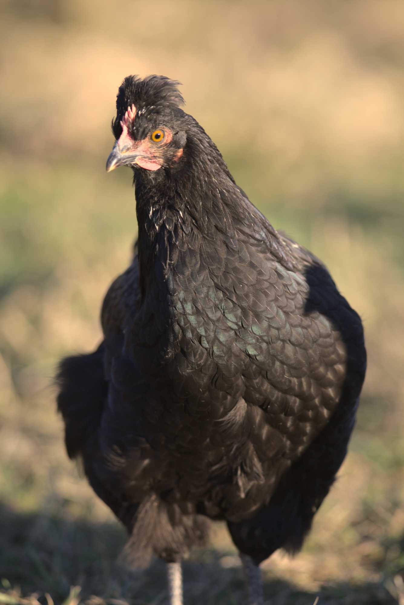 Lokation: Deutschland | Nordrhein-Westfalen | Heinsberg | Wassenberg Kategorien: Hühner, Hortus rusticus, Datum: 30.12.2019