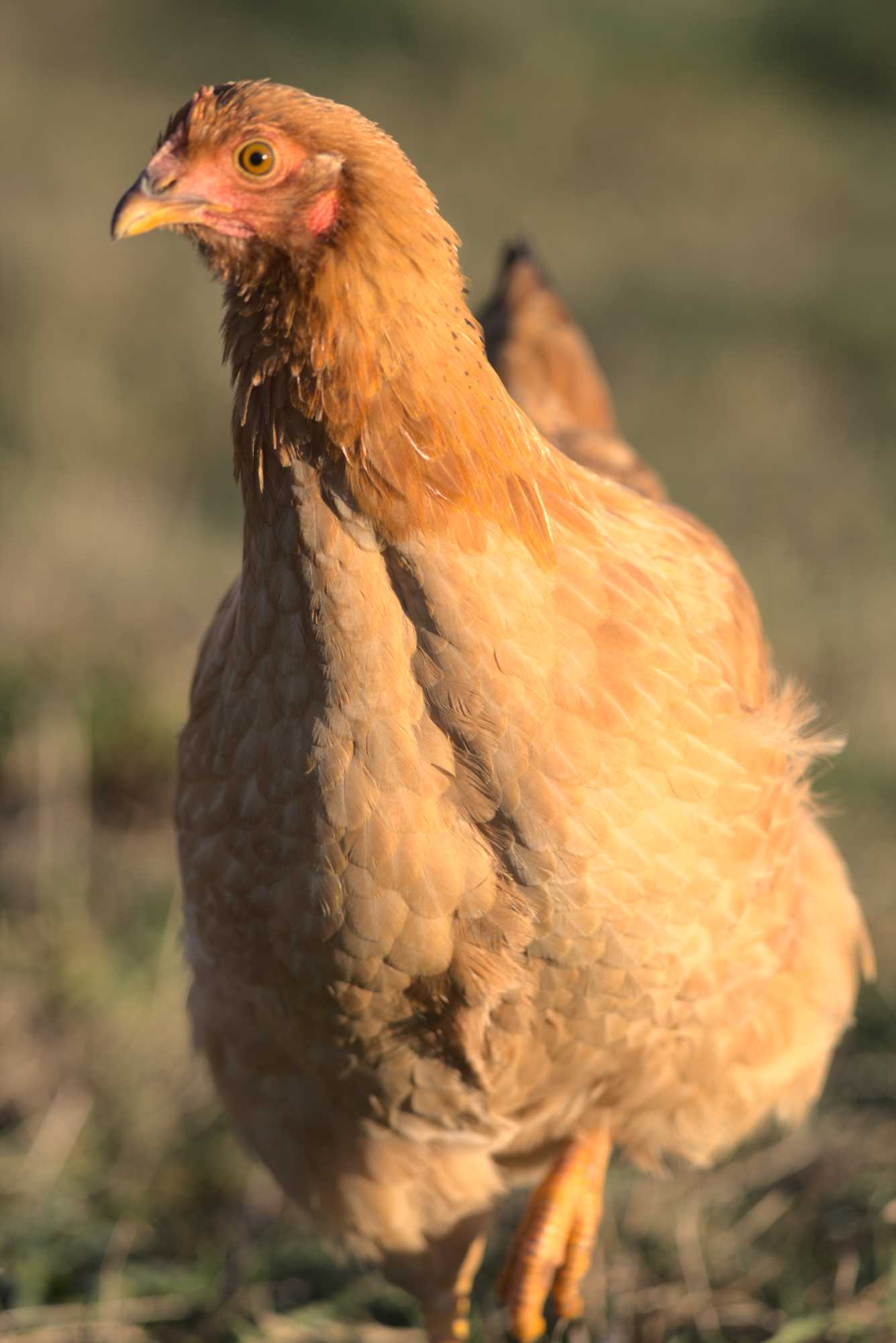 Lokation: Deutschland | Nordrhein-Westfalen | Heinsberg | Wassenberg Kategorien: Hühner, Hortus rusticus, Datum: 30.12.2019