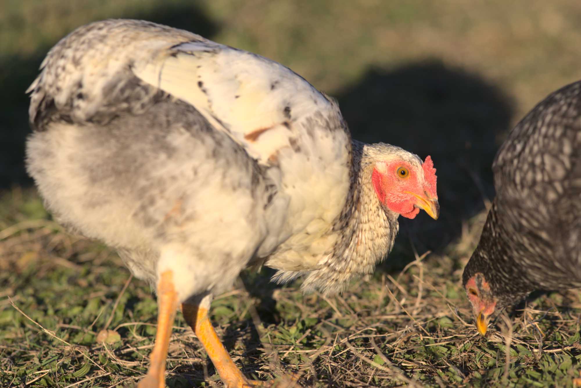 Lokation: Deutschland | Nordrhein-Westfalen | Heinsberg | Wassenberg Kategorien: Hühner, Hortus rusticus, Datum: 30.12.2019