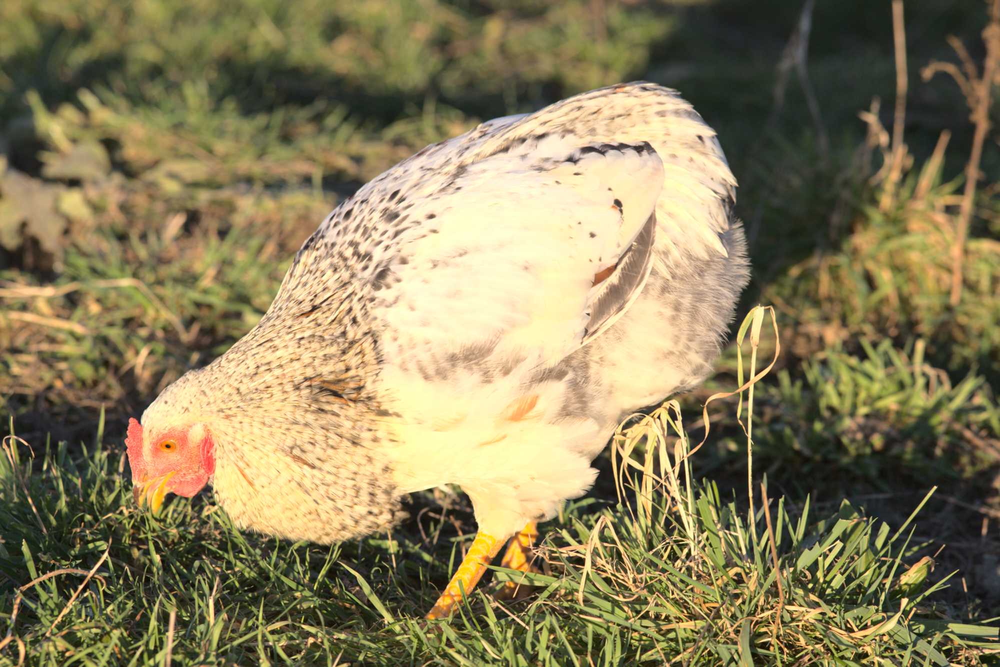 Lokation: Deutschland | Nordrhein-Westfalen | Heinsberg | Wassenberg Kategorien: Hühner, Hortus rusticus, Datum: 30.12.2019