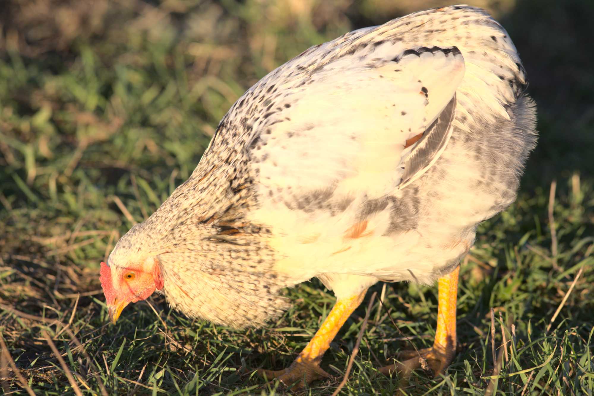 Lokation: Deutschland | Nordrhein-Westfalen | Heinsberg | Wassenberg Kategorien: Hühner, Hortus rusticus, Datum: 30.12.2019