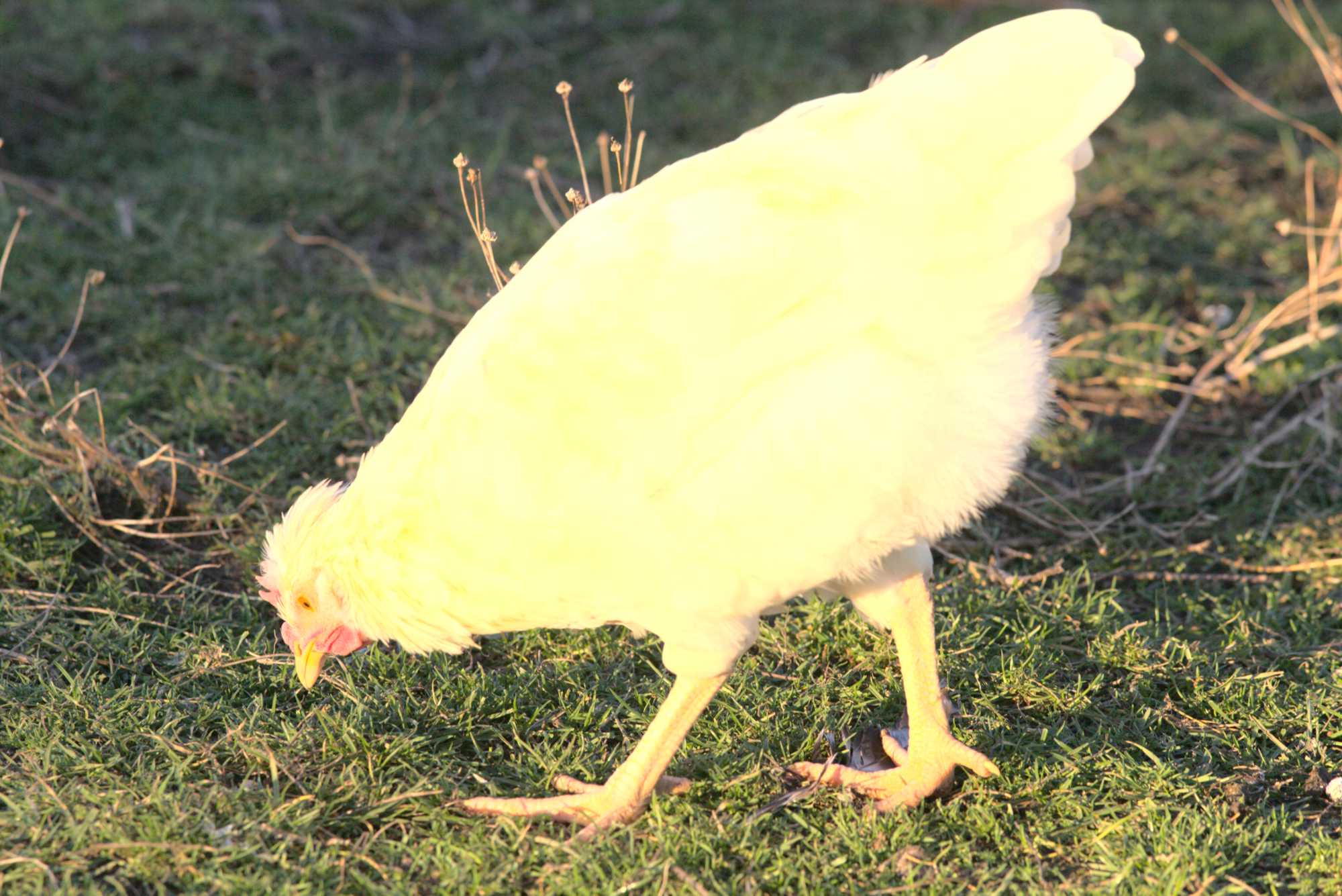 Lokation: Deutschland | Nordrhein-Westfalen | Heinsberg | Wassenberg Kategorien: Hühner, Hortus rusticus, Datum: 30.12.2019