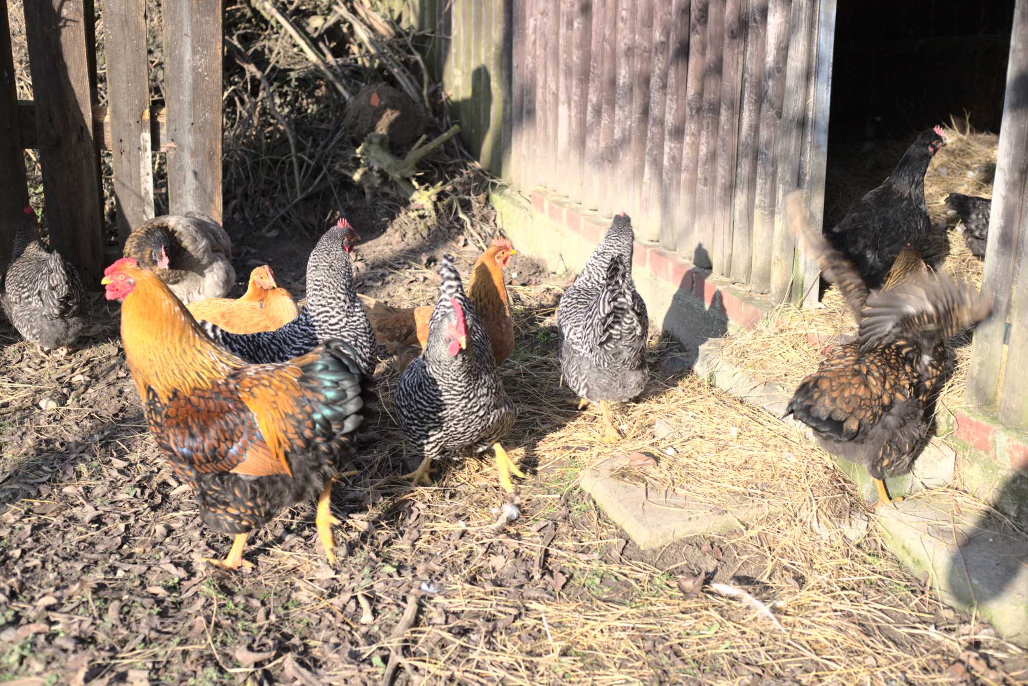 Lokation: Deutschland | Nordrhein-Westfalen | Heinsberg | Wassenberg Kategorien: Hühner, Hortus rusticus, Datum: 26.01.2020