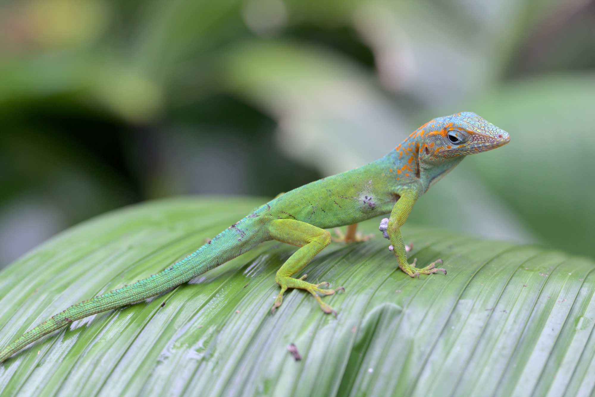 Lokation: Niederlande | Gelderland | Arnheim | Cranevelt Kategorien: Reptilien, Datum: 06.03.2020