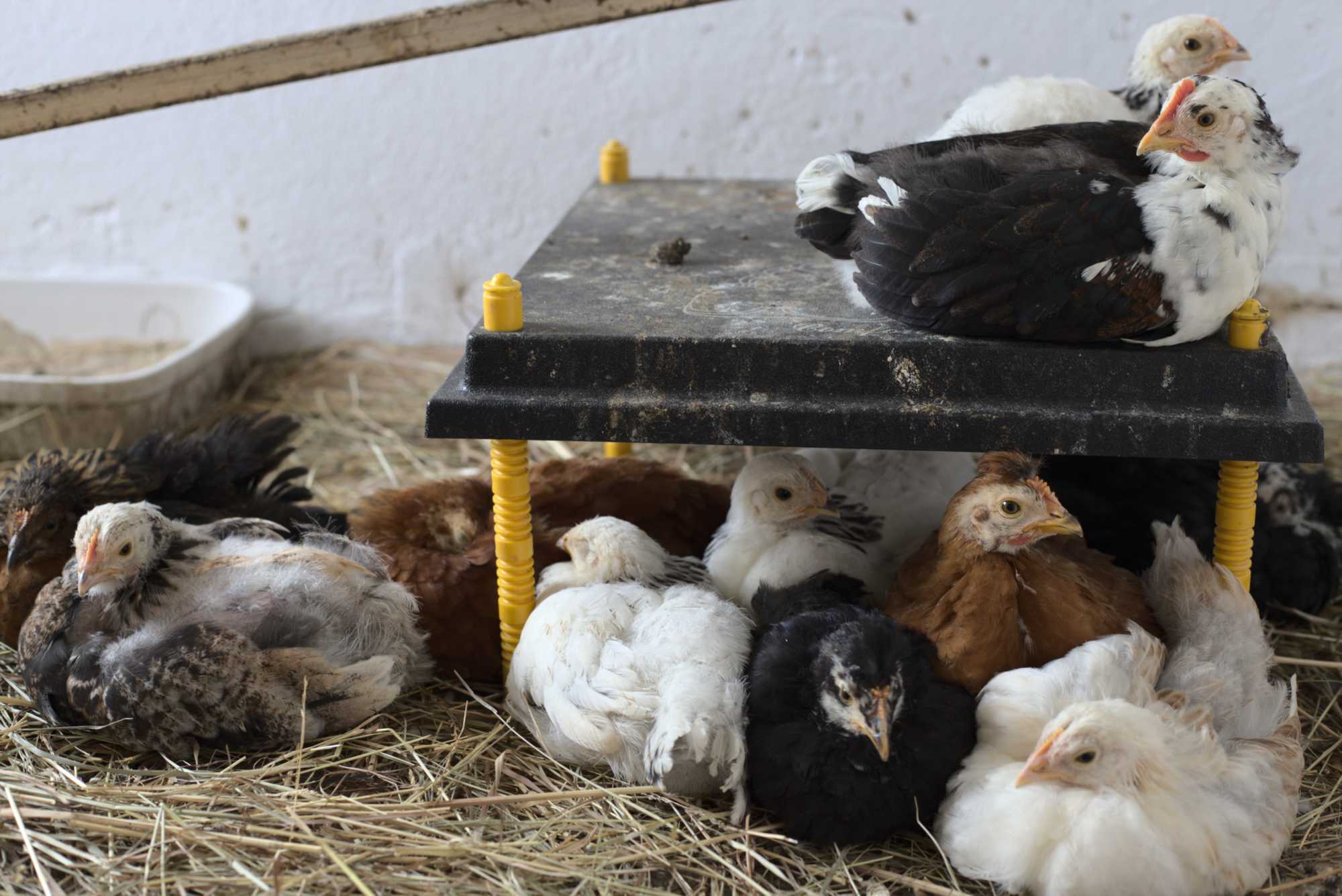 Lokation: Deutschland | Nordrhein-Westfalen | Heinsberg | Wassenberg Kategorien: Hühner, Hortus rusticus, Datum: 16.03.2020