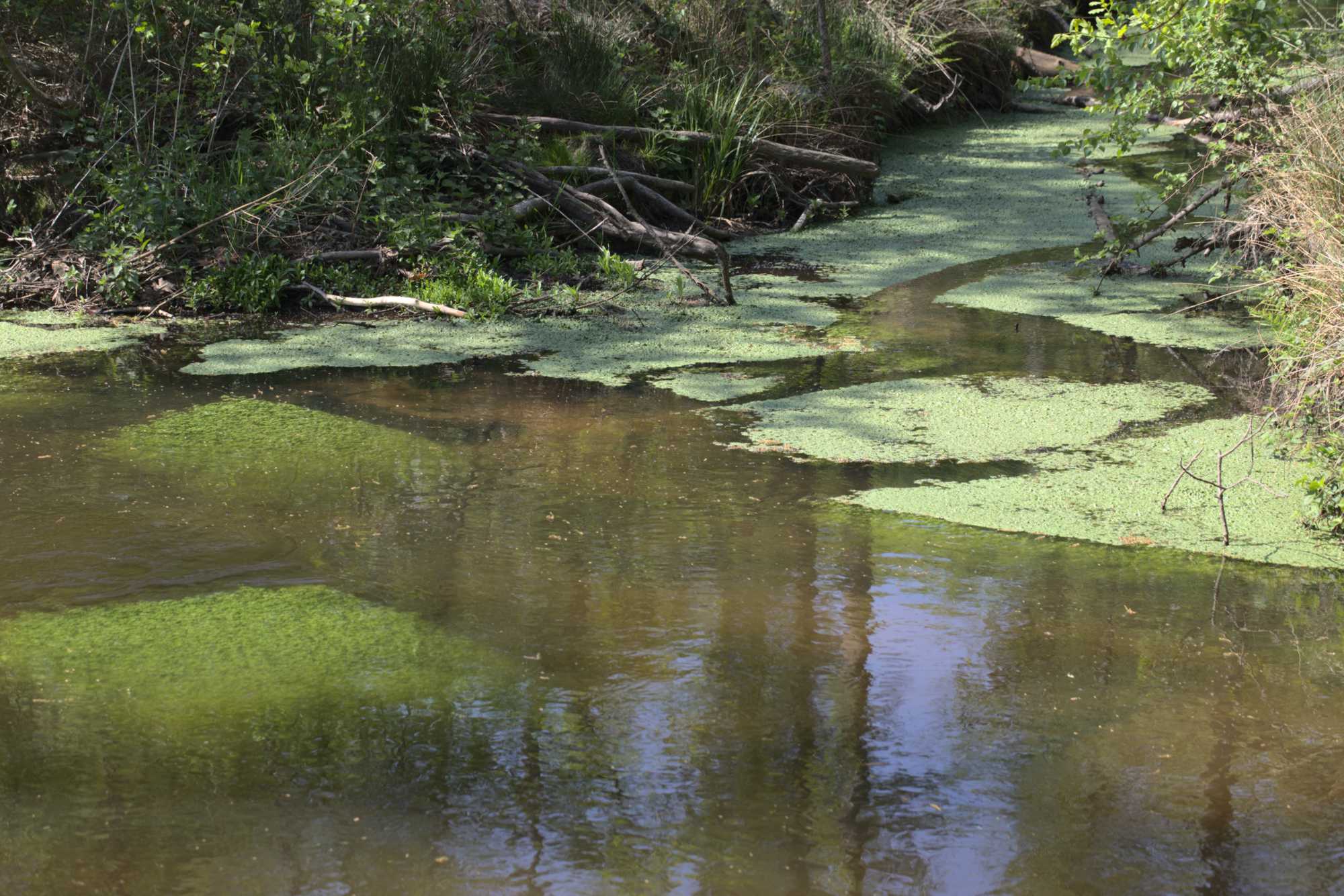 Lokation: Deutschland | Nordrhein-Westfalen | Viersen | NSG Elmpter Schwalmbruch Kategorien: Fluss, Datum: 27.04.2020