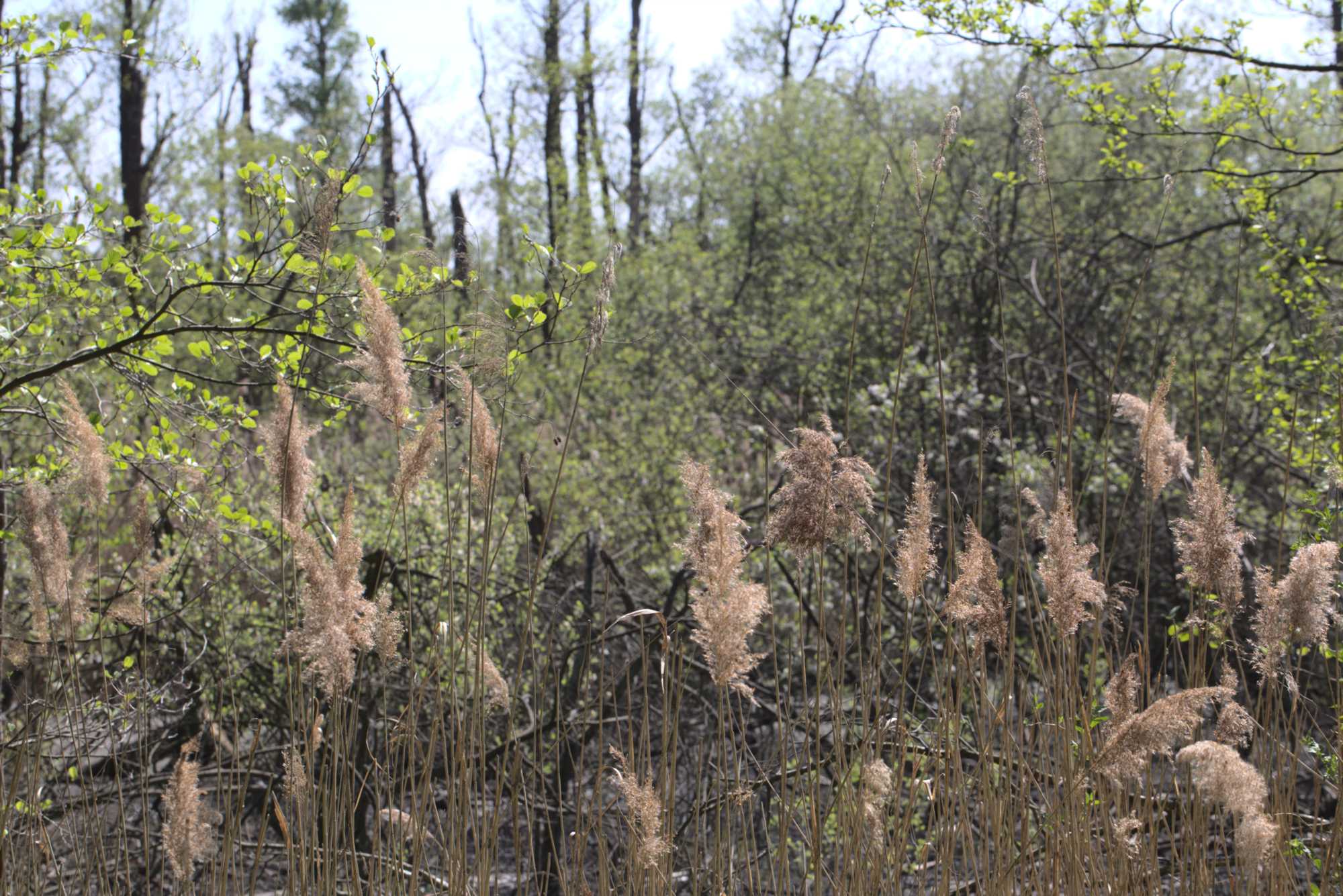 Lokation: Deutschland | Nordrhein-Westfalen | Viersen | NSG Elmpter Schwalmbruch Kategorien: Altarm, Datum: 27.04.2020