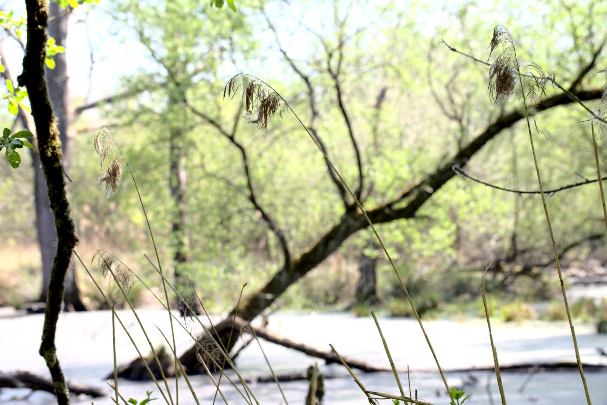 Lokation: Deutschland | Nordrhein-Westfalen | Viersen | NSG Elmpter Schwalmbruch Kategorien: Altarm, Datum: 27.04.2020
