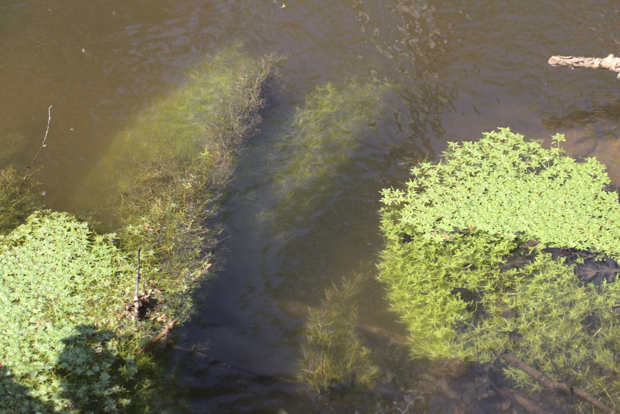 Lokation: Deutschland | Nordrhein-Westfalen | Viersen | NSG Elmpter Schwalmbruch Kategorien: Fluss, Datum: 27.04.2020