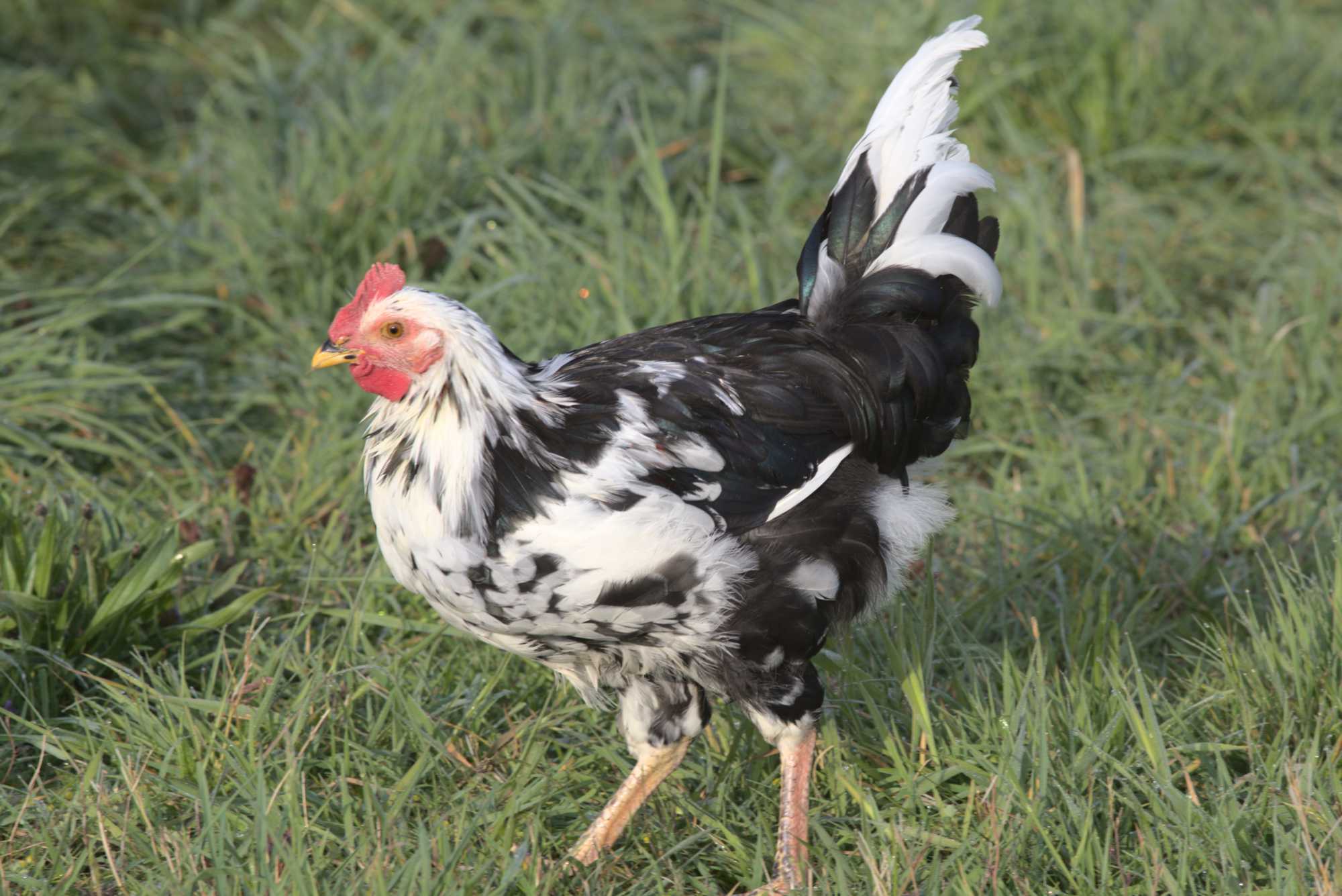 Lokation: Deutschland | Nordrhein-Westfalen | Heinsberg | Wassenberg Kategorien: Hühner, Hortus rusticus, Datum: 03.05.2020