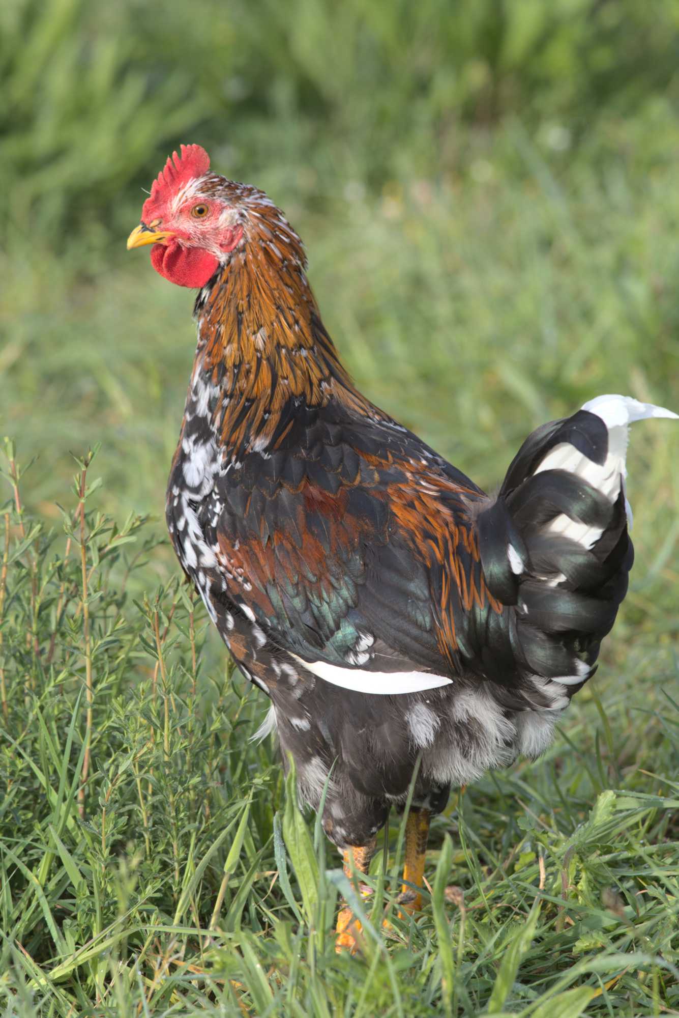 Lokation: Deutschland | Nordrhein-Westfalen | Heinsberg | Wassenberg Kategorien: Hühner, Hortus rusticus, Datum: 03.05.2020