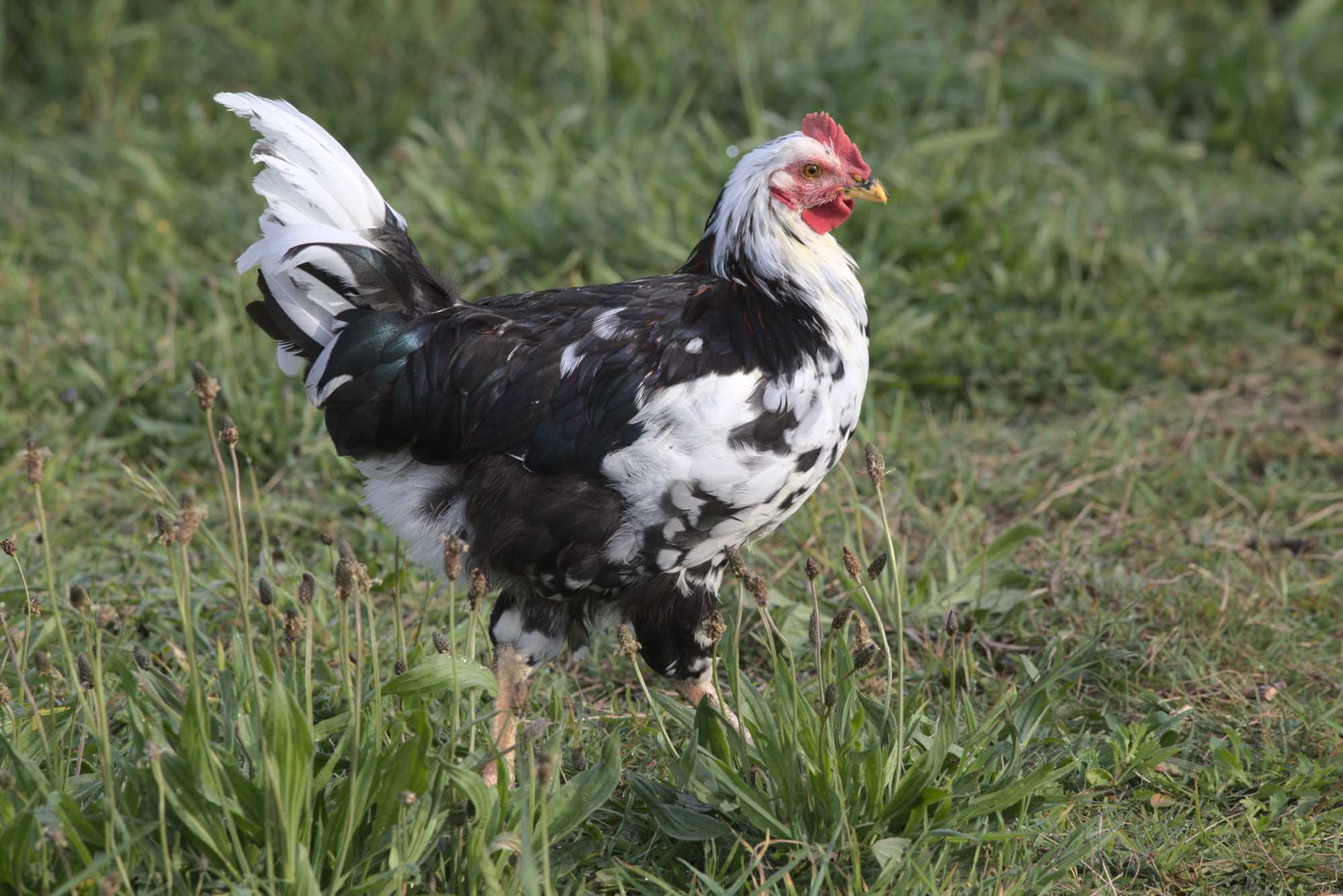 Lokation: Deutschland | Nordrhein-Westfalen | Heinsberg | Wassenberg Kategorien: Hühner, Hortus rusticus, Datum: 03.05.2020