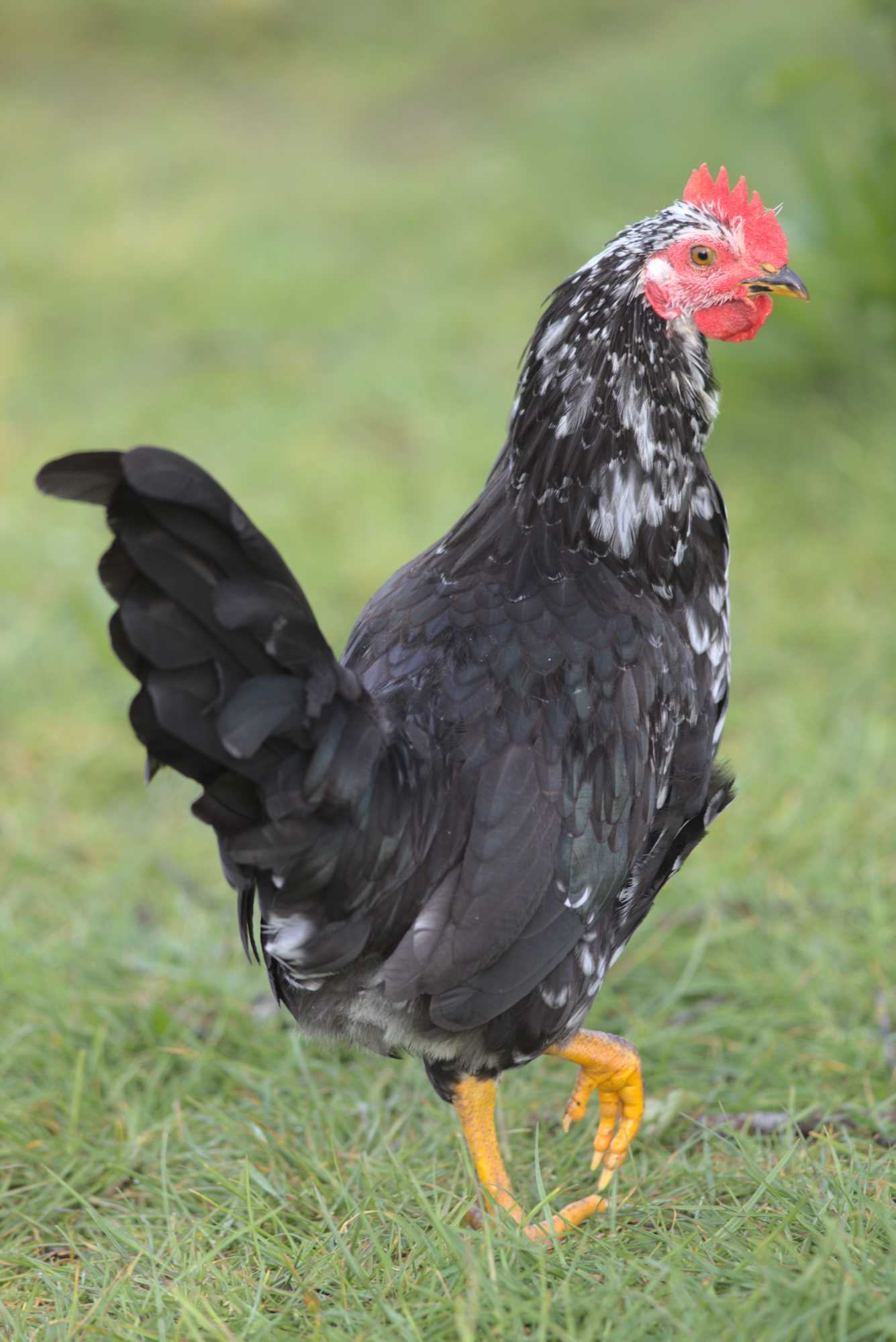 Lokation: Deutschland | Nordrhein-Westfalen | Heinsberg | Wassenberg Kategorien: Hühner, Hortus rusticus, Datum: 03.05.2020