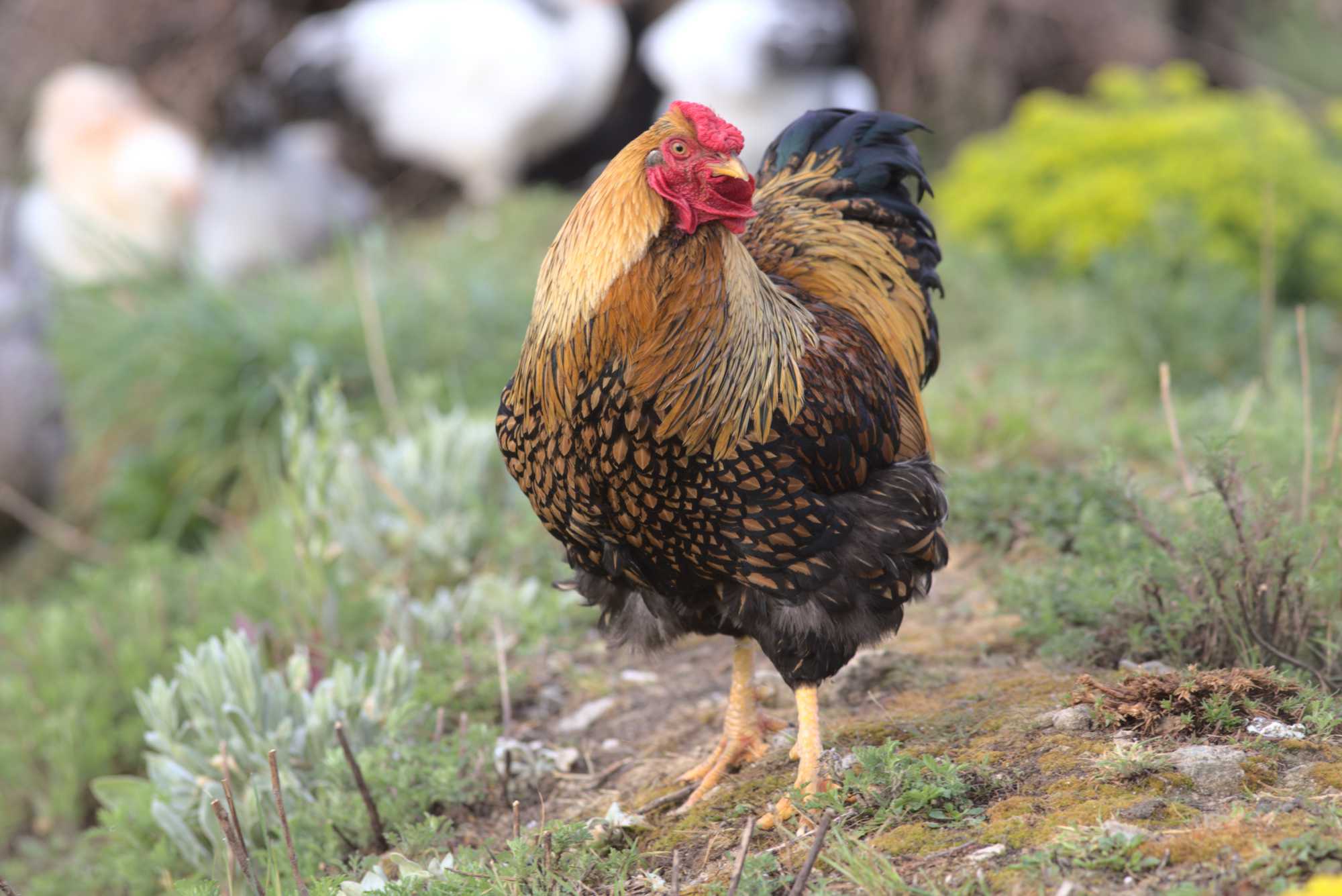 Lokation: Deutschland | Nordrhein-Westfalen | Heinsberg | Wassenberg Kategorien: Hühner, Hortus rusticus, Datum: 03.05.2020