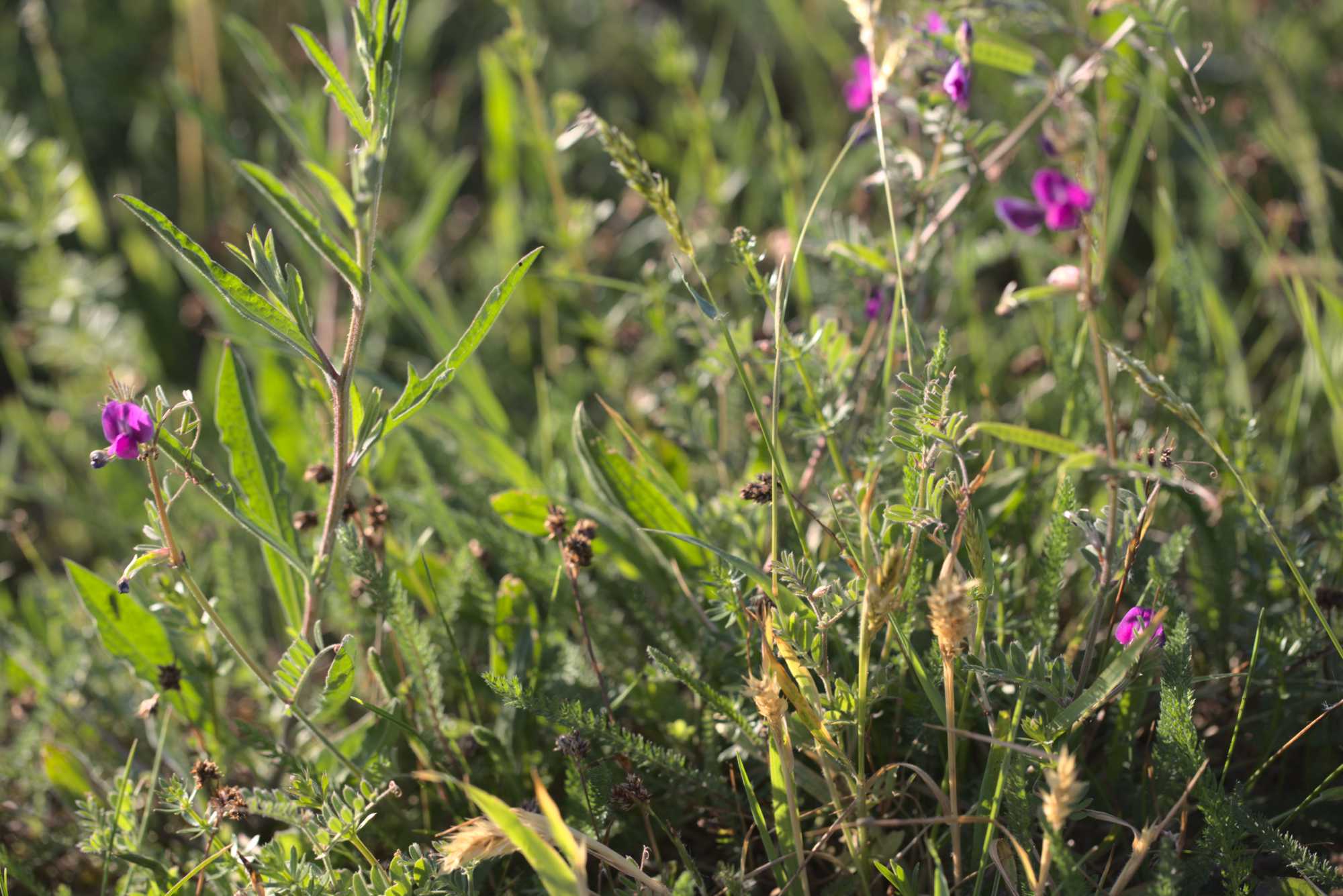 Lokation: Deutschland | Nordrhein-Westfalen | Heinsberg | Wassenberg Kategorien: Wiese, Datum: 05.05.2020