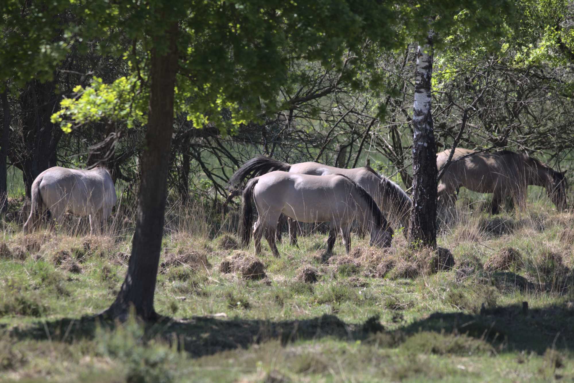 Lokation: Deutschland | Nordrhein-Westfalen | Viersen | NSG Luesekamp Kategorien: Beweidung, Datum: 06.05.2020