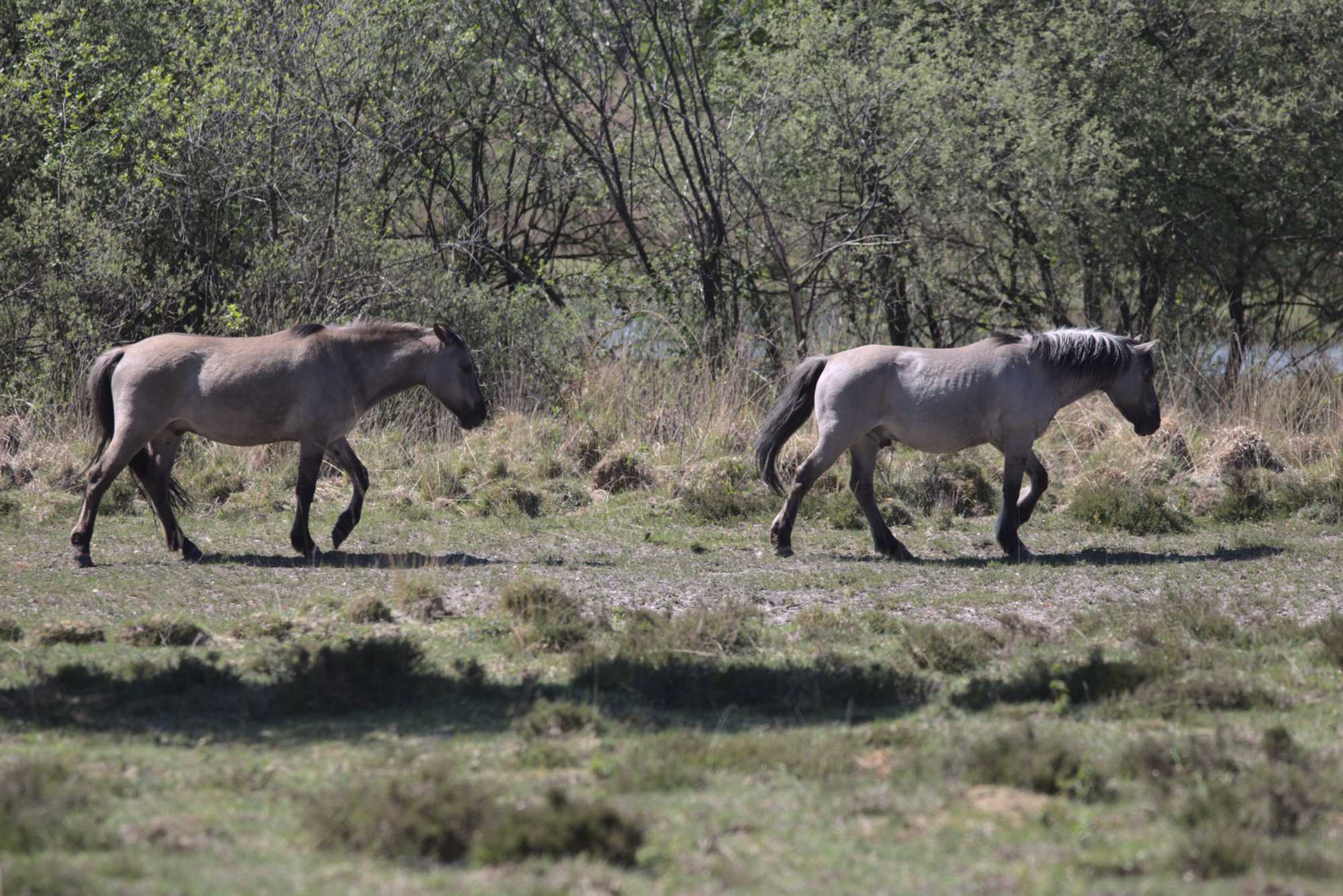 Lokation: Deutschland | Nordrhein-Westfalen | Viersen | NSG Luesekamp Kategorien: Beweidung, Datum: 06.05.2020