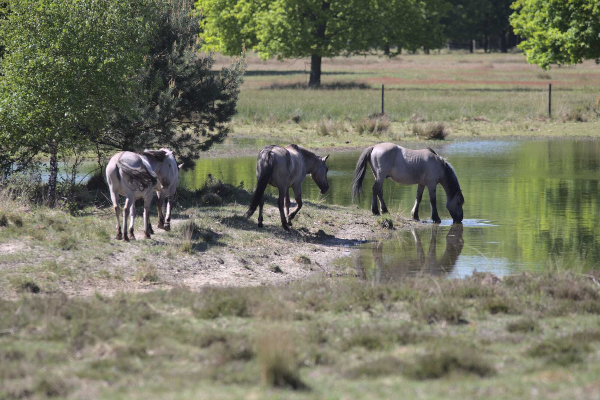 Lokation: Deutschland | Nordrhein-Westfalen | Viersen | NSG Luesekamp Kategorien: Beweidung, Datum: 06.05.2020