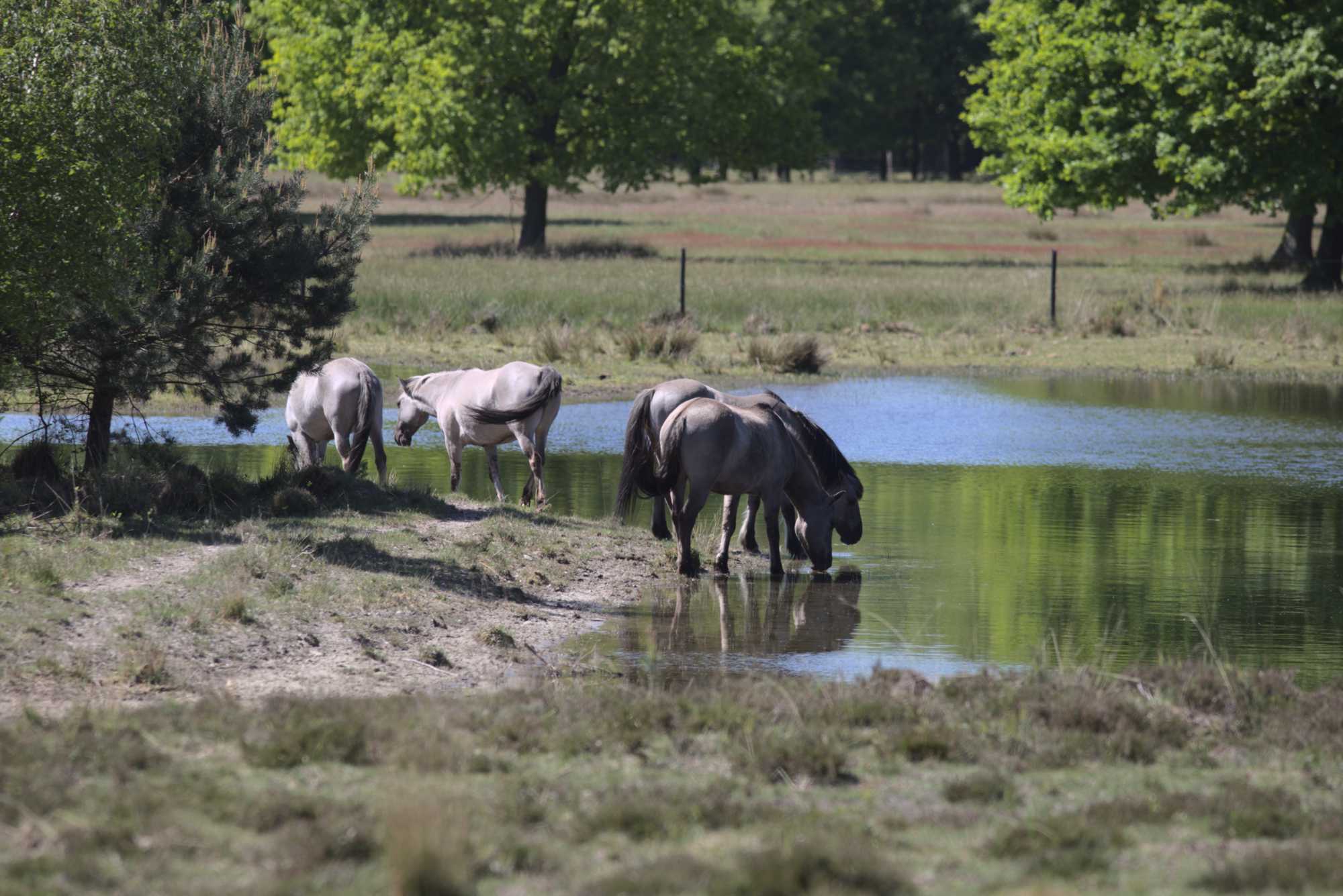 Lokation: Deutschland | Nordrhein-Westfalen | Viersen | NSG Luesekamp Kategorien: Beweidung, Datum: 06.05.2020