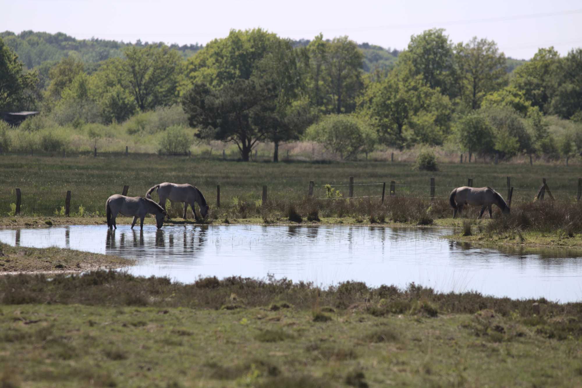Lokation: Deutschland | Nordrhein-Westfalen | Viersen | NSG Luesekamp Kategorien: Beweidung, Datum: 06.05.2020
