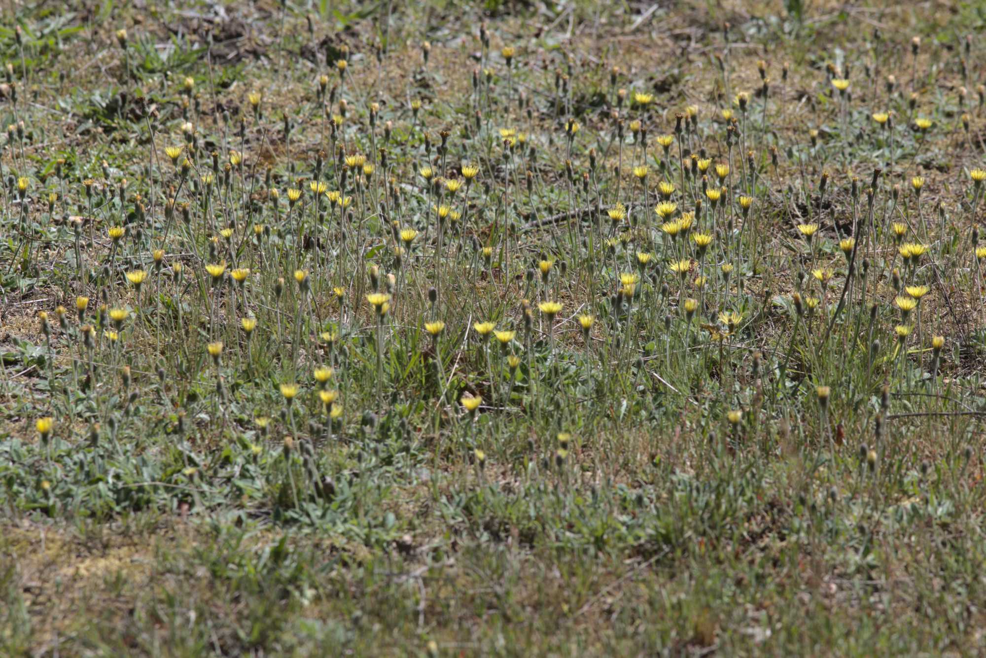 Lokation: Deutschland | Nordrhein-Westfalen | Viersen | NSG Luesekamp Kategorien: Wiese, Datum: 06.05.2020