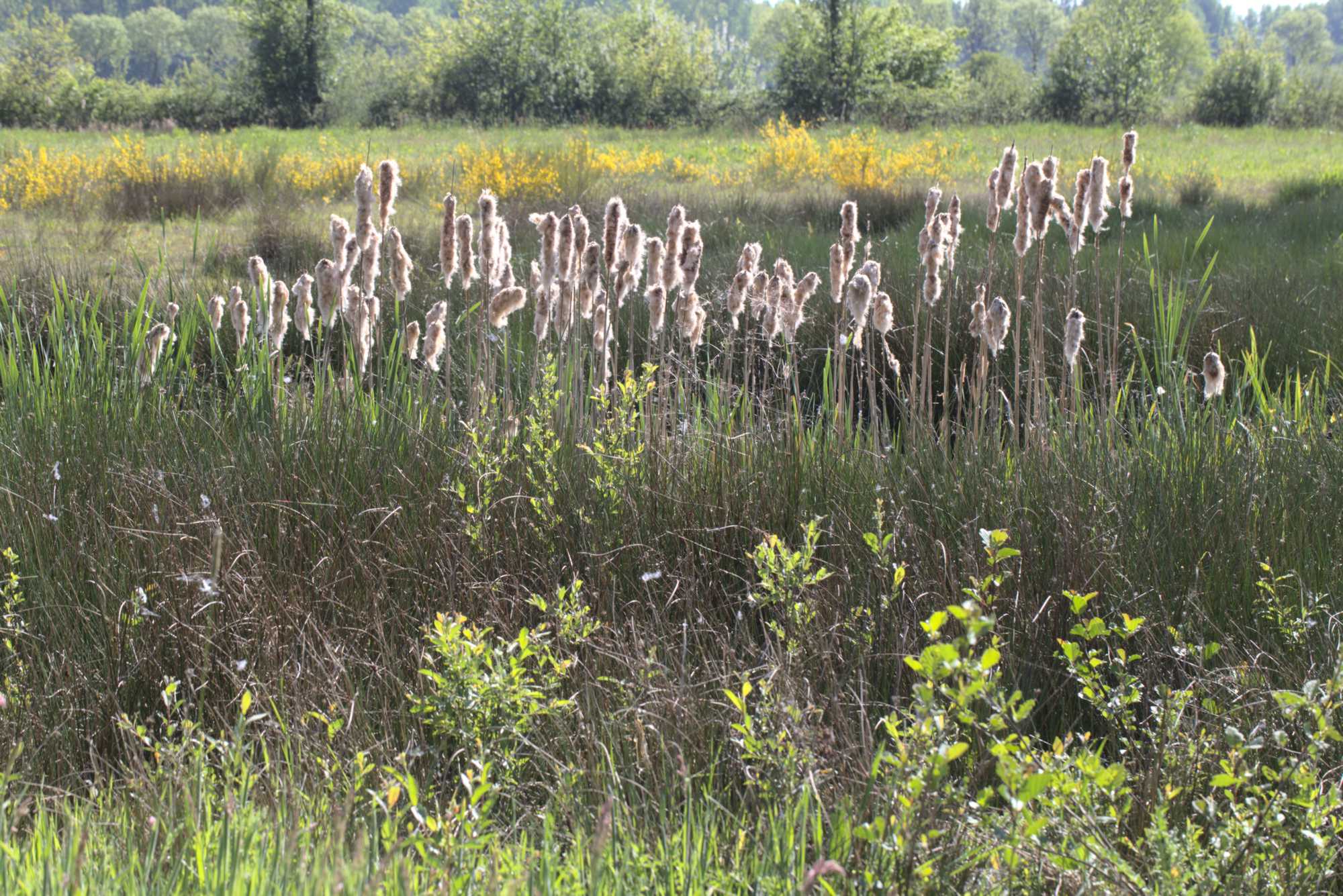 Lokation: Niederlande | Limburg | Roerdalen | Vlodrop Kategorien: Sumpf, Datum: 06.05.2020