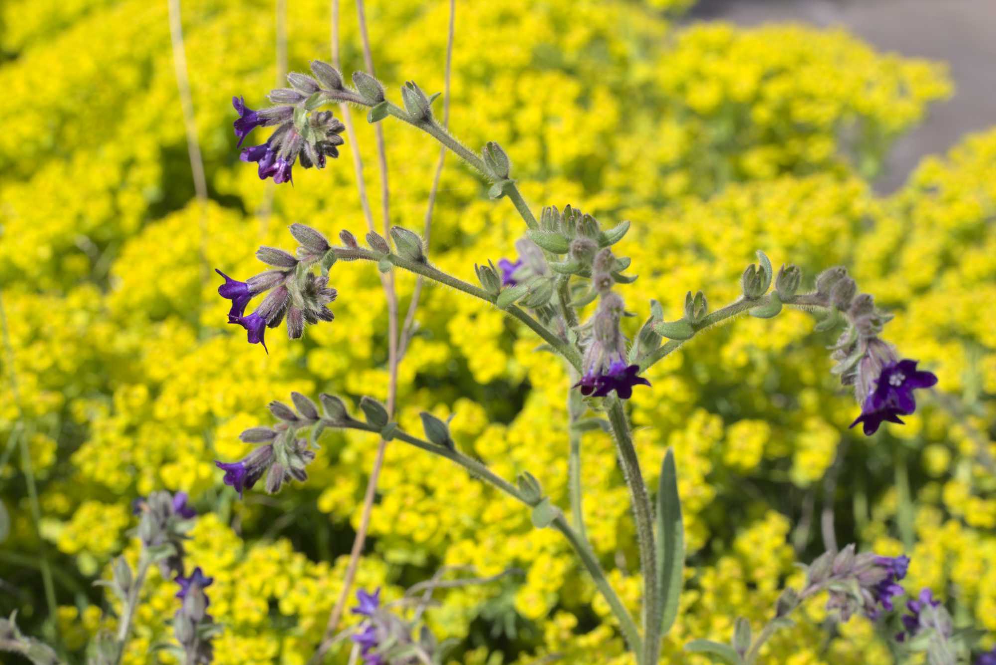 Lokation: Deutschland | Nordrhein-Westfalen | Heinsberg | Wassenberg Kategorien: Naturgarten, Magerbeet, Hortus rusticus, Landhausgarten, Datum: 08.05.2020
