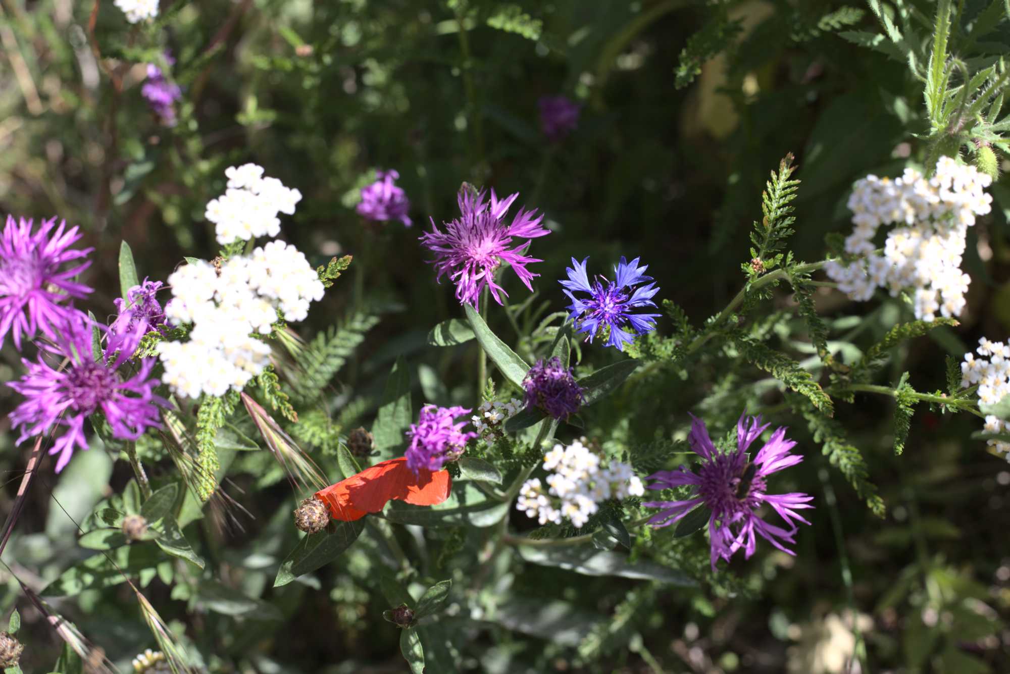 Lokation: Deutschland | Nordrhein-Westfalen | Heinsberg | Wassenberg Kategorien: Naturgarten, Magerbeet, Hortus rusticus, Landhausgarten, Datum: 01.06.2020