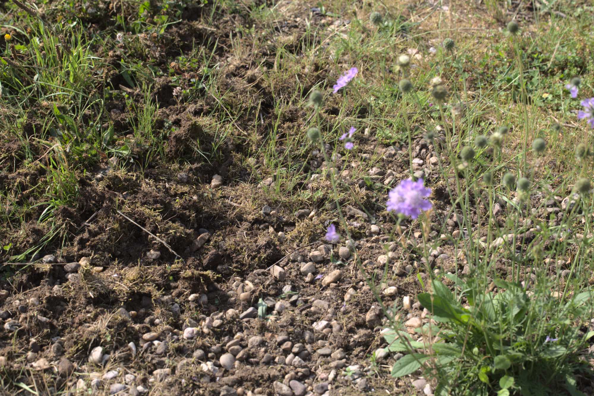 Lokation: Deutschland | Nordrhein-Westfalen | Heinsberg | Wassenberg Kategorien: Wiese, Hortus rusticus, Datum: 17.06.2020
