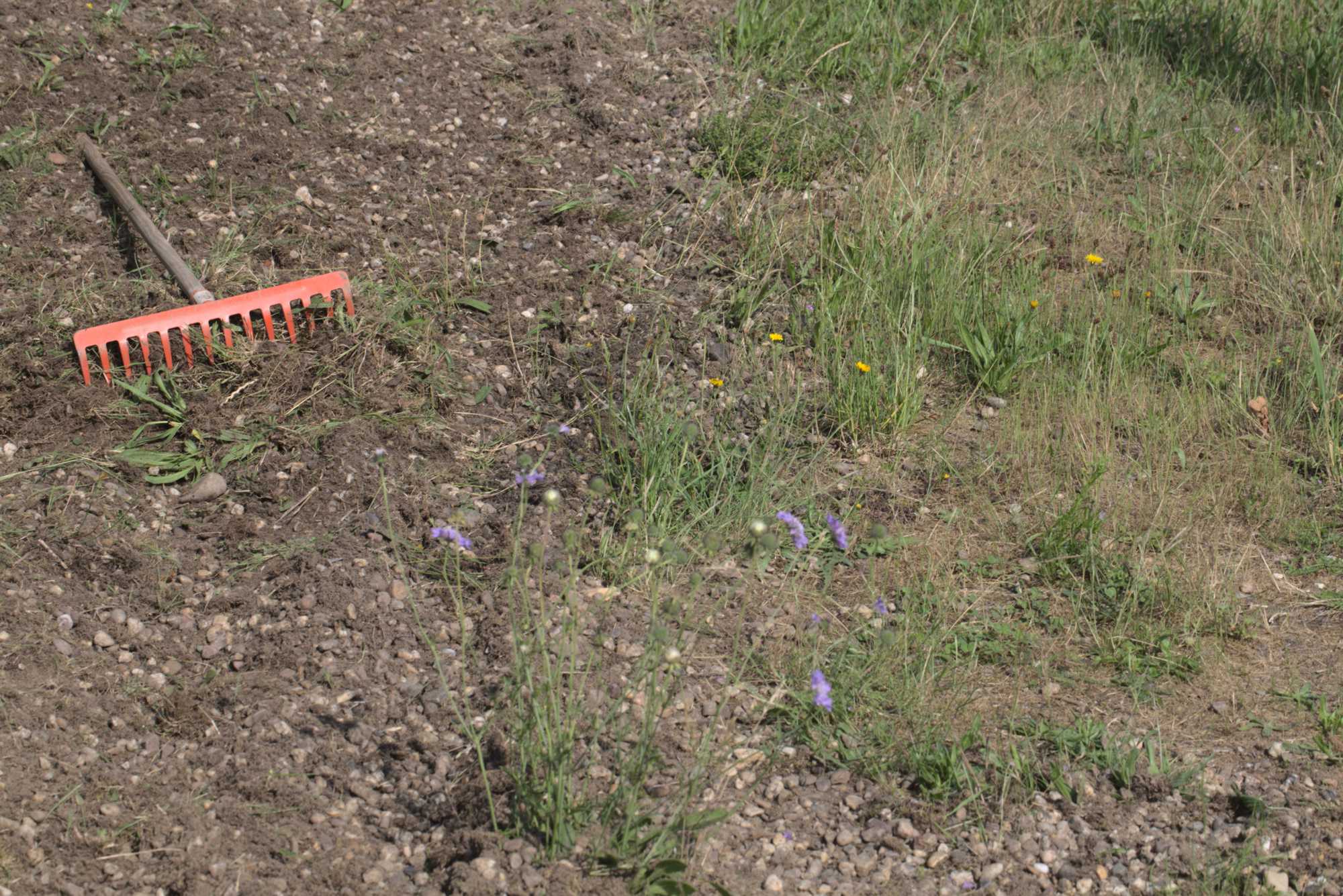 Lokation: Deutschland | Nordrhein-Westfalen | Heinsberg | Wassenberg Kategorien: Wiese, Hortus rusticus, Datum: 17.06.2020