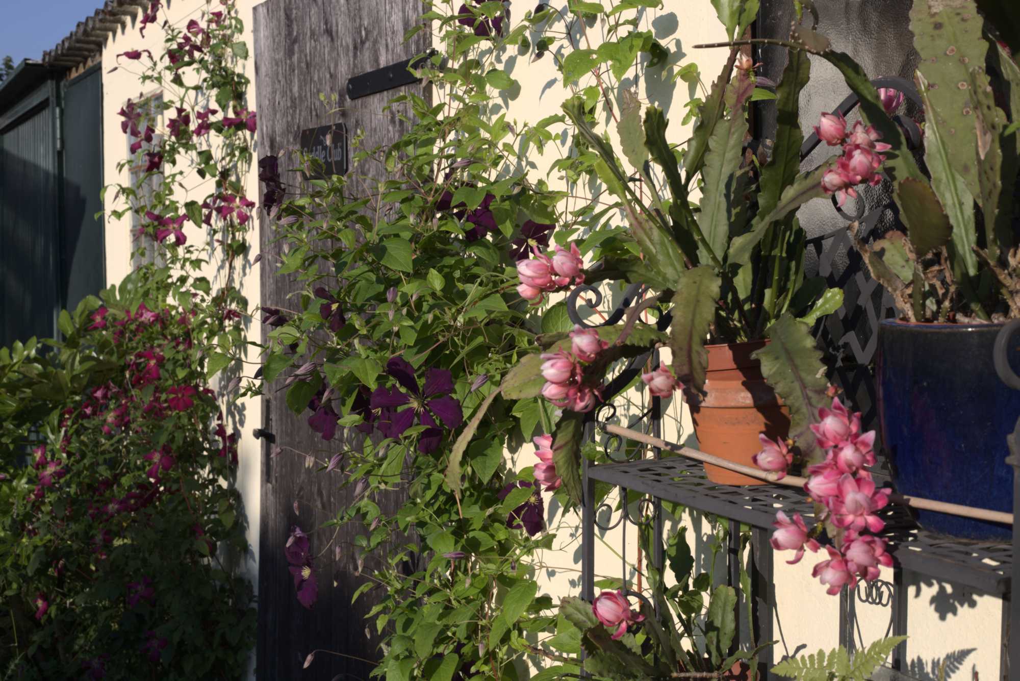 Lokation: Deutschland | Nordrhein-Westfalen | Heinsberg | Wassenberg Kategorien: Naturgarten, Kletterpflanzen, Hortus rusticus, Landhausgarten, Datum: 20.06.2020