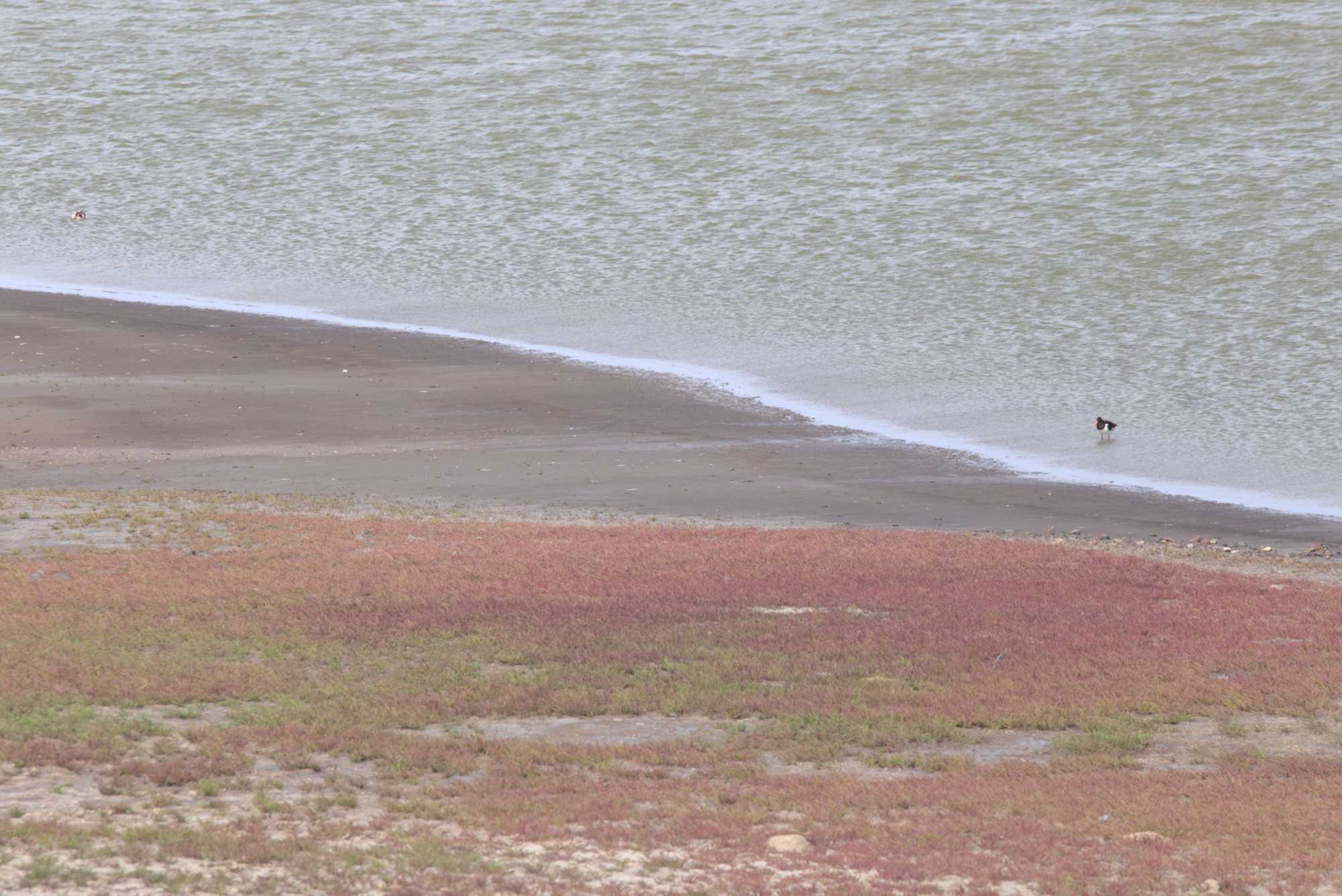 Lokation: Niederlande | Zeeland | Schouwen-Duiveland | Kerkwerve Kategorien: Vögel, Datum: 03.07.2020