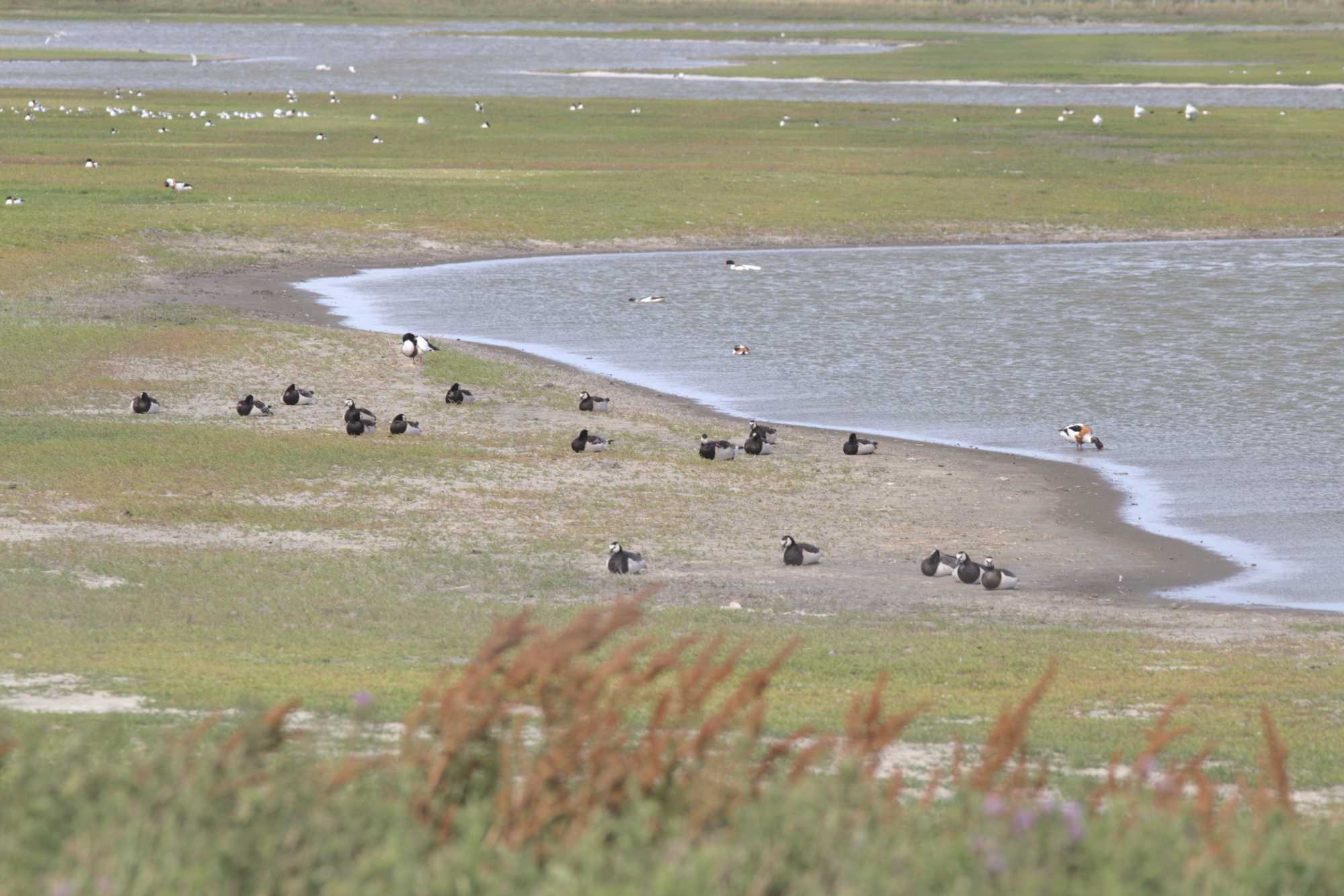 Lokation: Niederlande | Zeeland | Schouwen-Duiveland | Kerkwerve Kategorien: Vögel, Datum: 03.07.2020