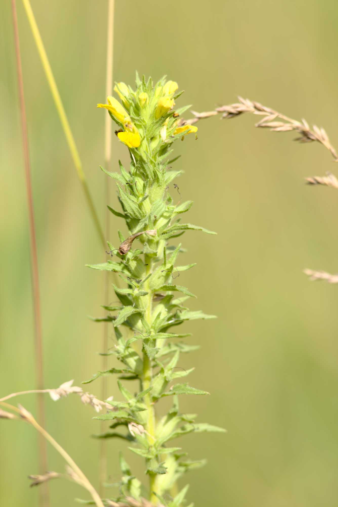 Drüsiger Zahntrost (Parentucellia viscosa), Lokation: Niederlande | Zeeland | Schouwen-Duiveland | Serooskerke Kategorien: Habitus, Familie: Orobanchaceae (Sommerwurzgewächse ), Datum: 03.07.2020