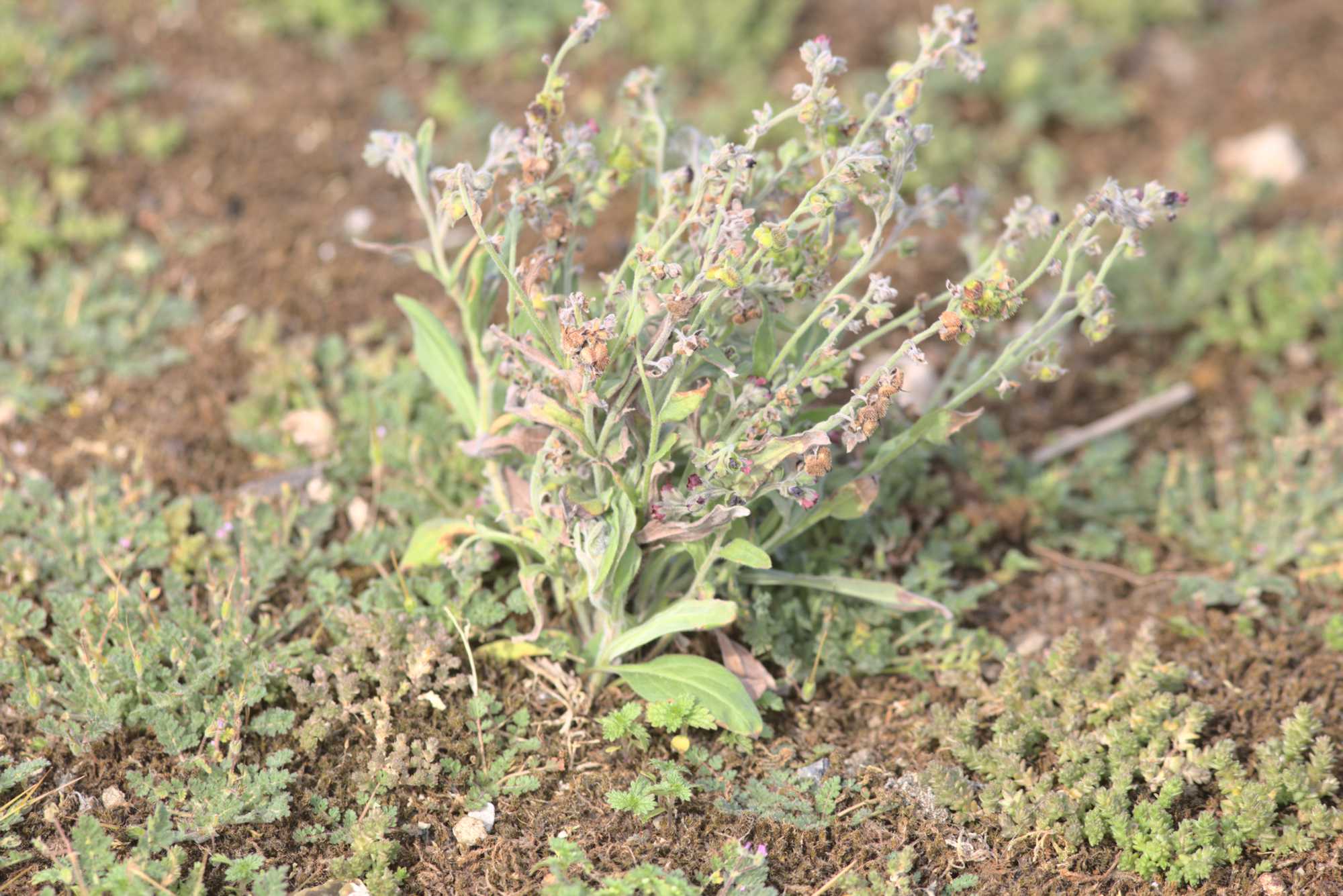 Echte Hundszunge (Cynoglossum officinale), Lokation: Niederlande | Zeeland | Schouwen-Duiveland | Serooskerke Kategorien: Habitus, Familie: Boraginaceae (Rauhblattgewächse ), Datum: 03.07.2020