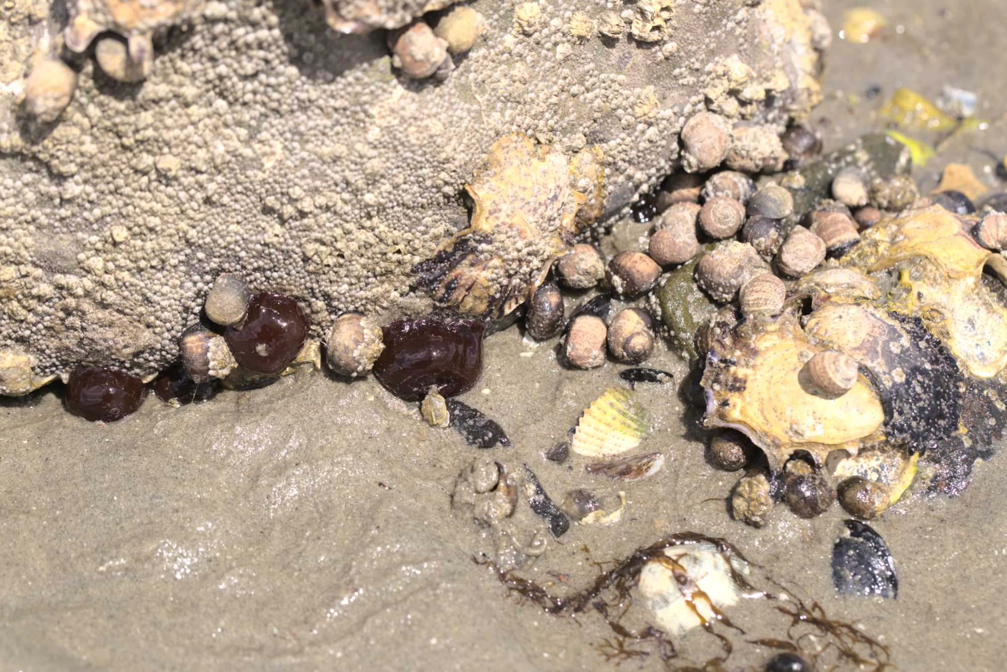 Pferdeaktinie (Actinia equina), Lokation: Niederlande | Zeeland | Tholen | Tholen Kategorien: Meer, Schnecken, Familie: Actiniidae (Seeanemonen), Datum: 06.07.2020