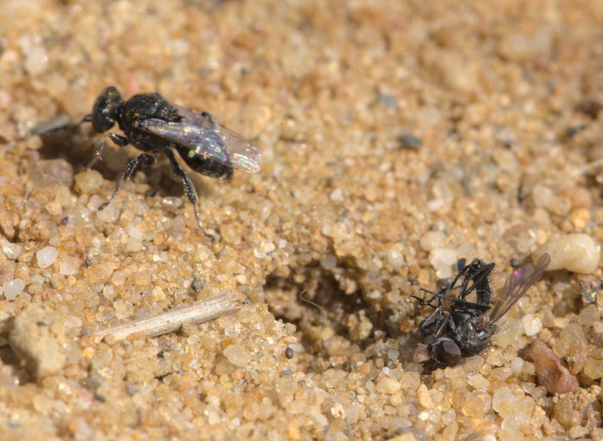 Oxybelus bipunctatus (Oxybelus bipunctatus), Lokation: Niederlande | Limburg | Roerdalen | Vlodrop Kategorien: Bienen, Familie: Crabronidae (Grabwespen), Datum: 13.07.2020
