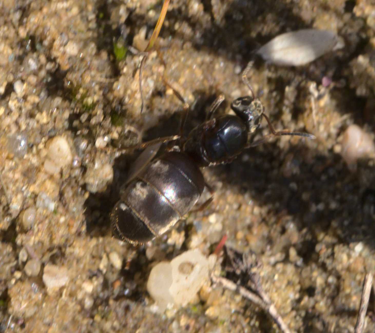 Schwarze Wegameise (Lasius niger), Lokation: Niederlande | Limburg | Roerdalen | Vlodrop Kategorien: Insekten, Familie: Carabidae (Laufkäfer), Familie: Formicidae (Ameisen), Datum: 13.07.2020