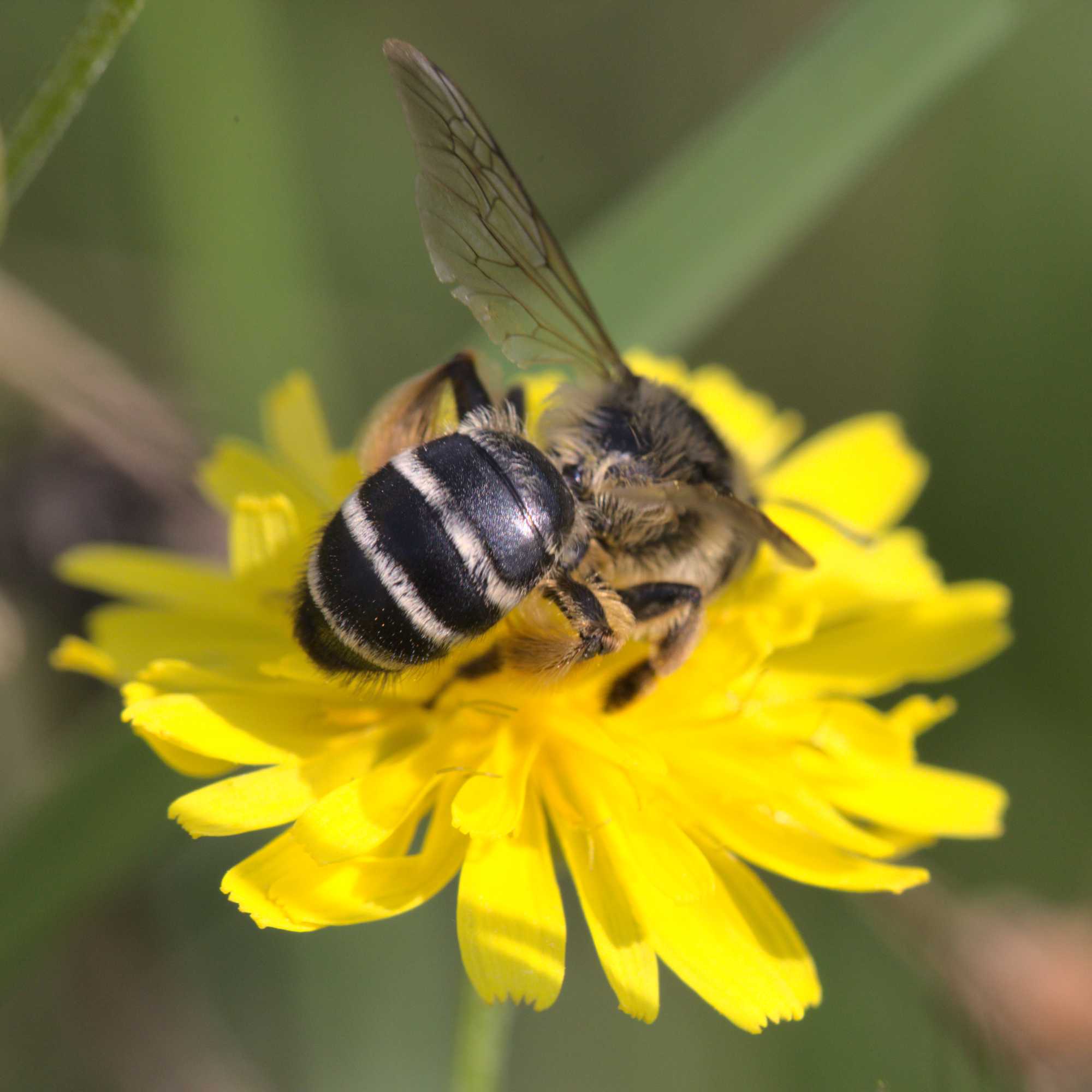 cf. Andrena flavipes, Lokation: Deutschland | Nordrhein-Westfalen | Heinsberg | Wassenberg Kategorien: Bienen, Hortus rusticus, Familie: Andrenidae (Sandbienen), Datum: 18.07.2020