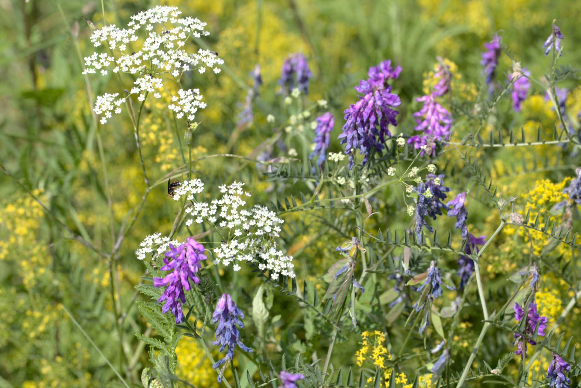 Lokation: Deutschland | Nordrhein-Westfalen | Heinsberg | Wassenberg Kategorien: Wiese, Datum: 01.08.2020