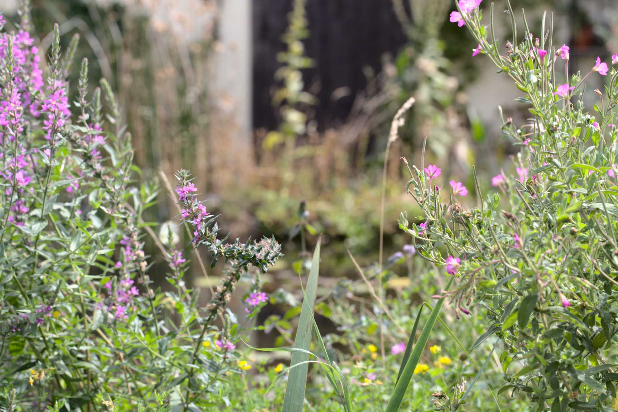 Lokation: Deutschland | Nordrhein-Westfalen | Heinsberg | Wassenberg Kategorien: Teich, Hortus rusticus, Datum: 17.08.2020