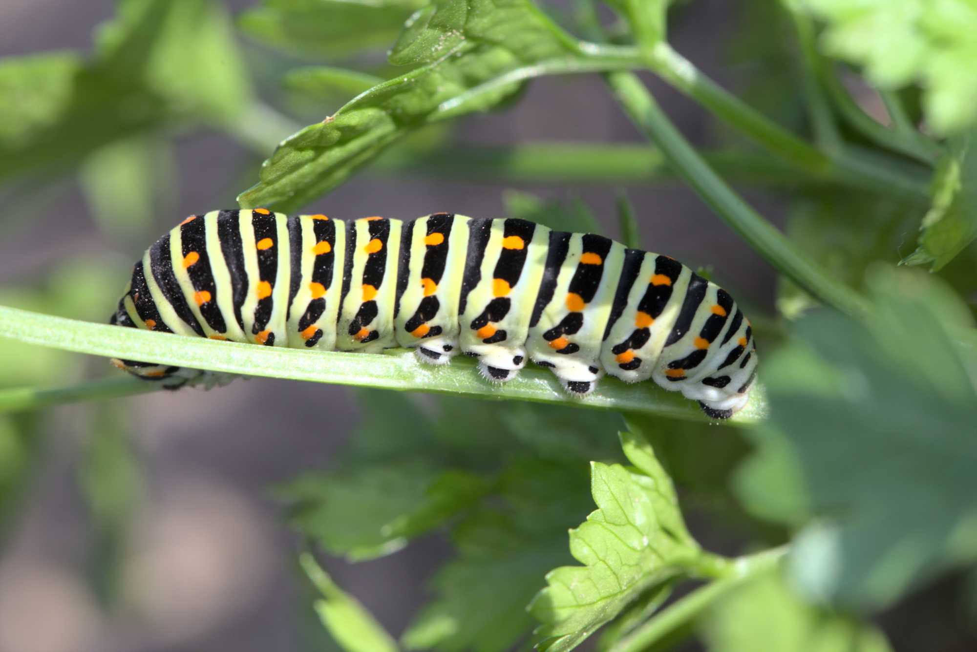 Schwalbenschwanz (Papilio machaon), Lokation: Deutschland | Nordrhein-Westfalen | Heinsberg | Wassenberg Kategorien: Schmetterlinge, Hortus rusticus, Familie: Papilionidae (Ritterfalter), Datum: 08.09.2020