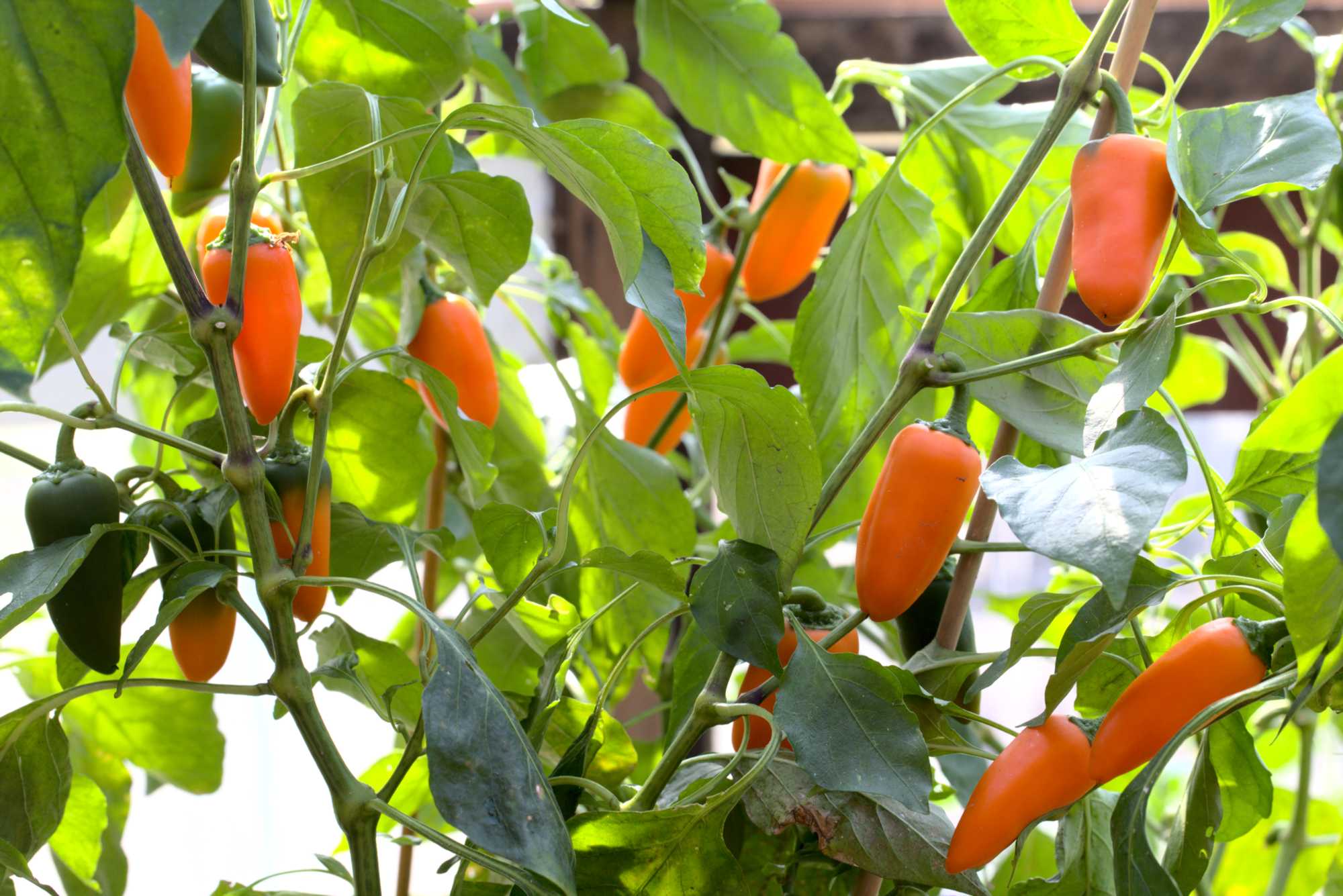 Lokation: Deutschland | Nordrhein-Westfalen | Heinsberg | Wassenberg Kategorien: Nutzgarten, Hortus rusticus, Selbstversorgung, Datum: 19.09.2020