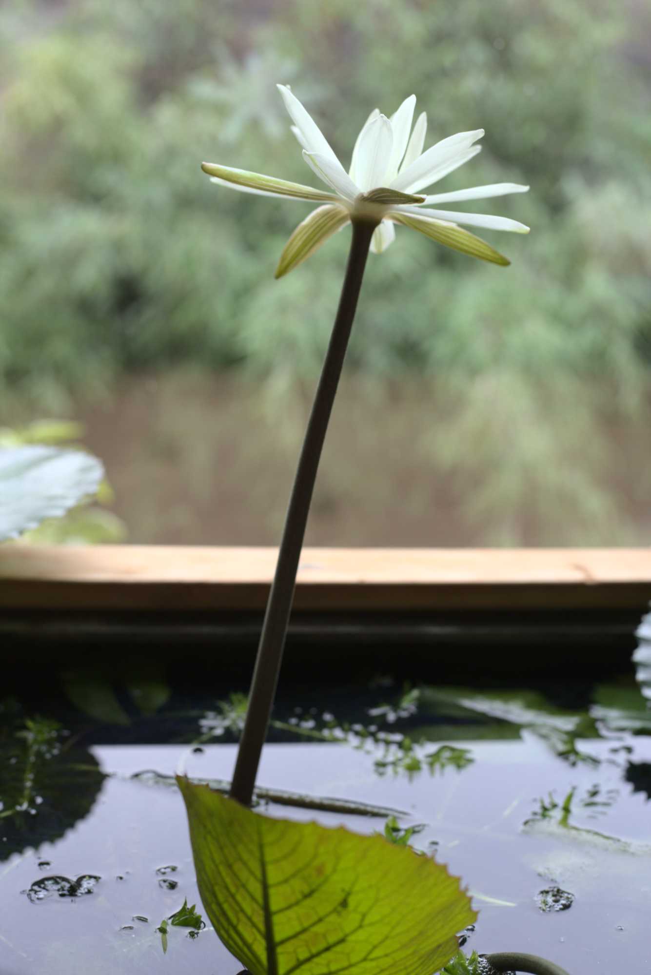 Lokation: Deutschland | Nordrhein-Westfalen | Heinsberg | Wassenberg Kategorien: Aquarien, Hortus rusticus, Datum: 14.10.2020