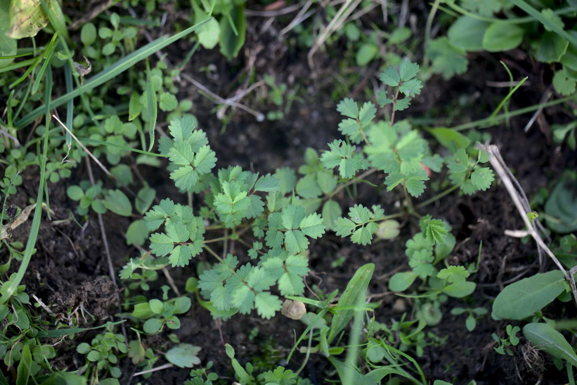 Lokation: Deutschland | Nordrhein-Westfalen | Heinsberg | Wassenberg Kategorien: Nutzgarten, Hortus rusticus, Bauerngarten, Selbstversorgung, Datum: 31.10.2020
