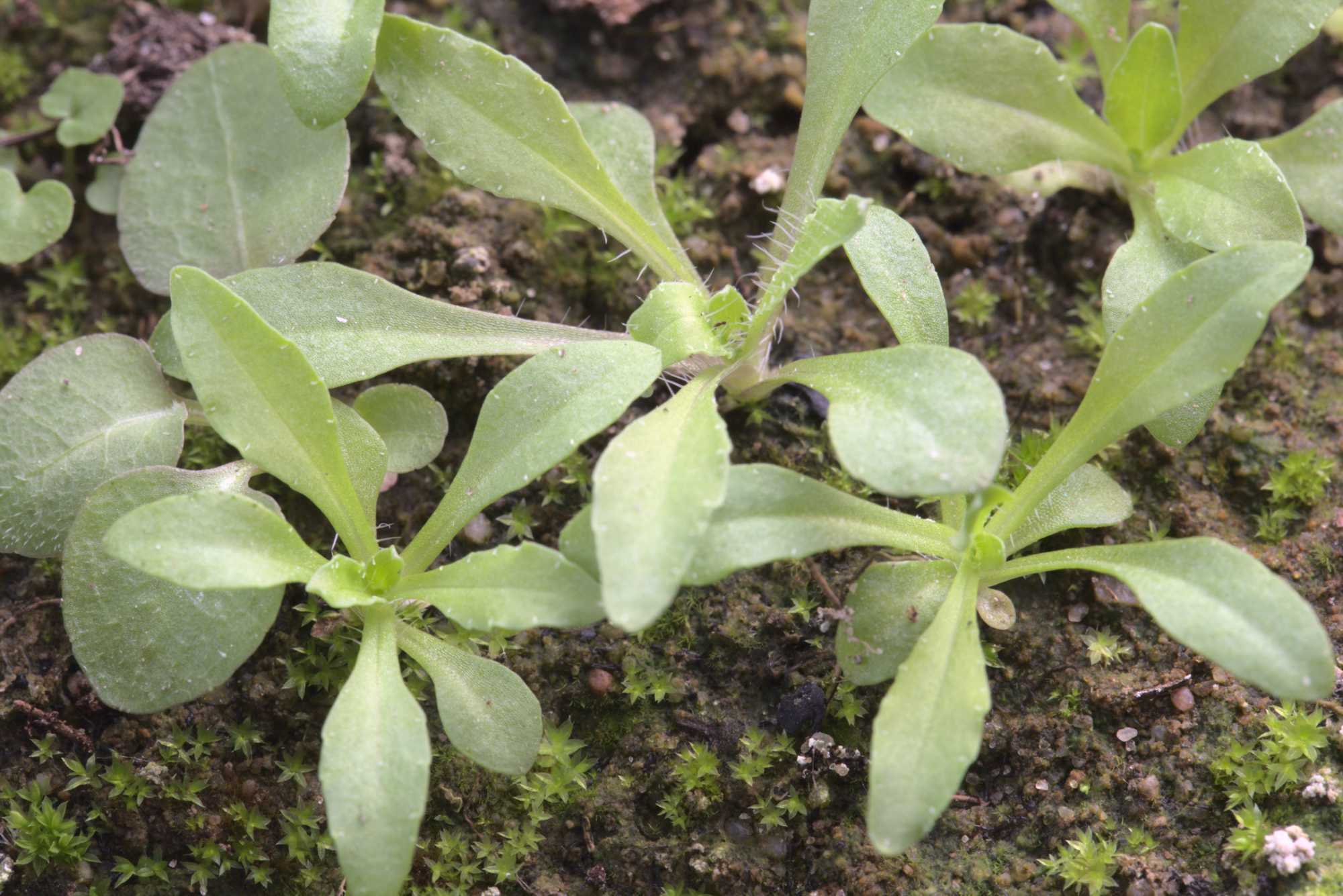 Lokation: Deutschland | Nordrhein-Westfalen | Heinsberg | Wassenberg Kategorien: Keimlinge, Hortus rusticus, Datum: 31.10.2020