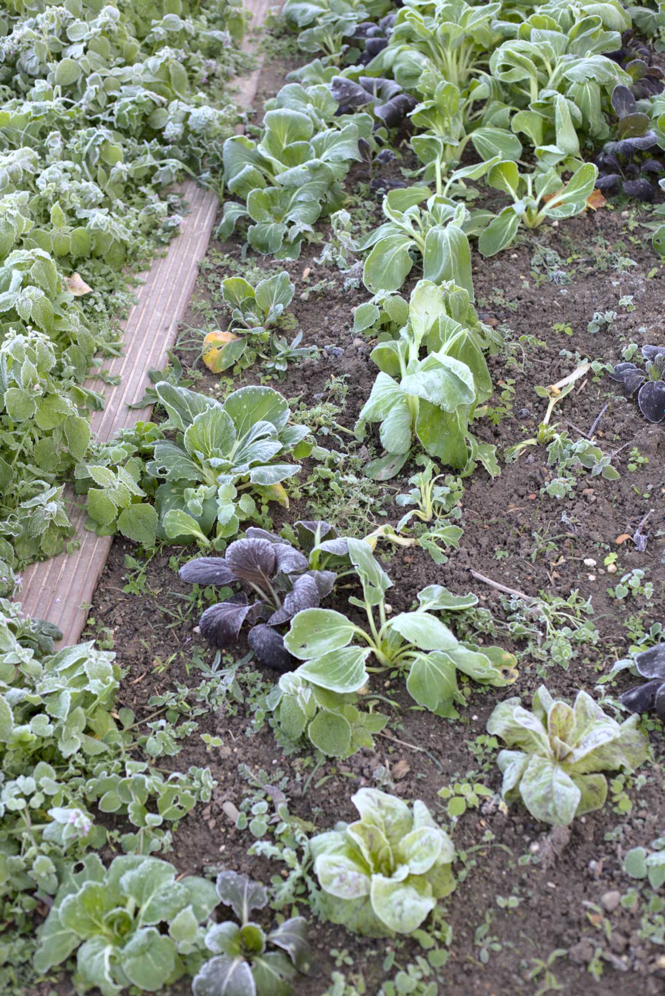 Lokation: Deutschland | Nordrhein-Westfalen | Heinsberg | Wassenberg Kategorien: Nutzgarten, Hortus rusticus, Bauerngarten, Selbstversorgung, Datum: 05.11.2020