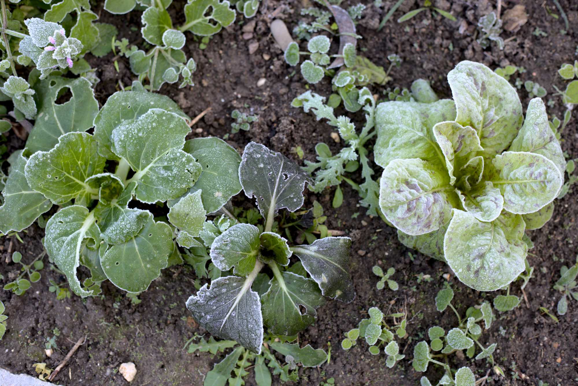 Lokation: Deutschland | Nordrhein-Westfalen | Heinsberg | Wassenberg Kategorien: Nutzgarten, Hortus rusticus, Bauerngarten, Selbstversorgung, Datum: 05.11.2020