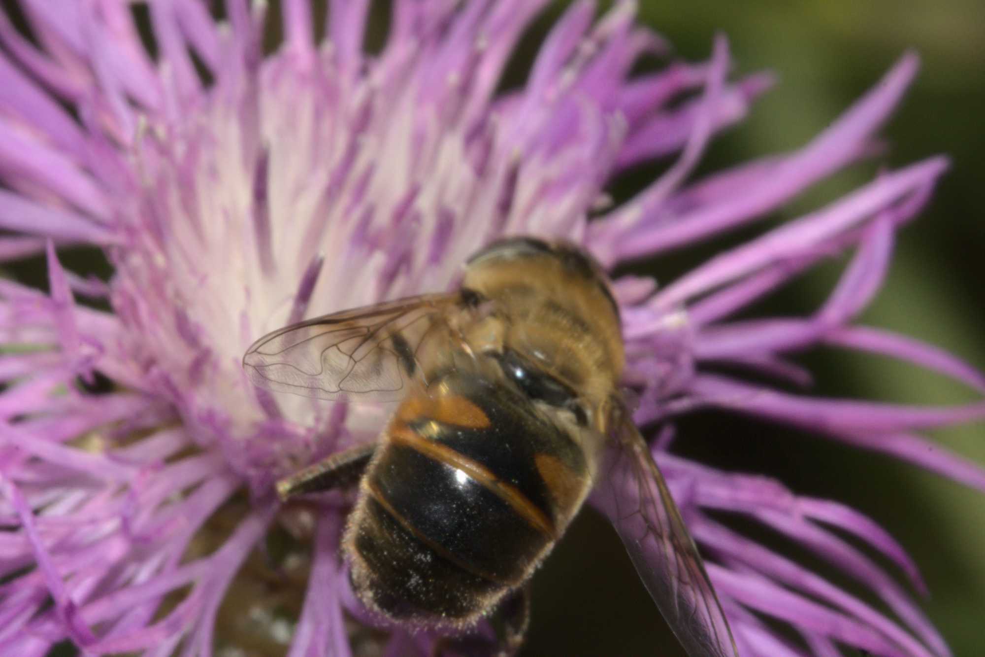 Mistbiene (Eristalis tenax), Lokation: Deutschland | Nordrhein-Westfalen | Heinsberg | Wassenberg Kategorien: Fliegen, Familie: Syrphidae (Schwebfliegen), Datum: 12.08.2020